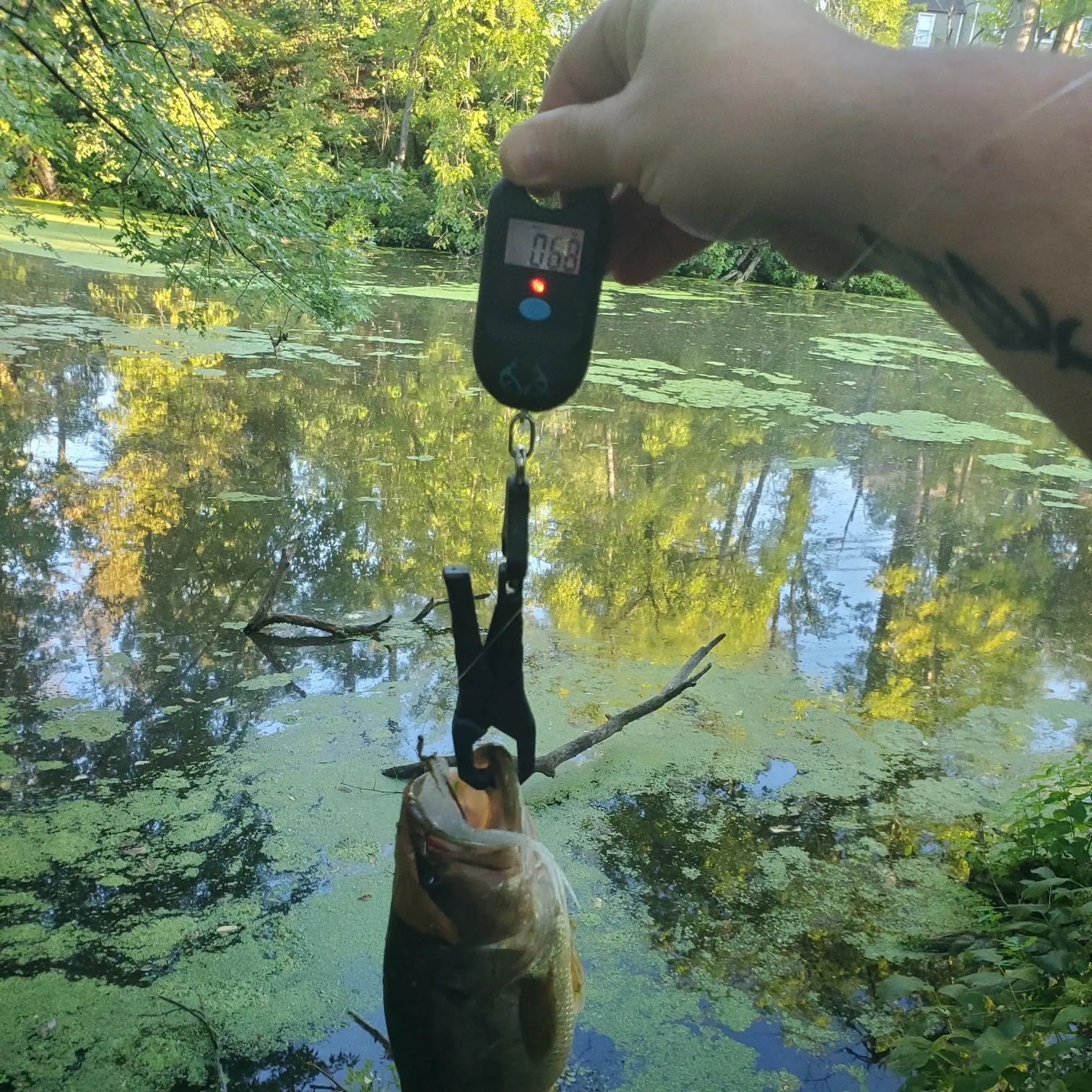 Largemouth bass caught on Fishbrain
