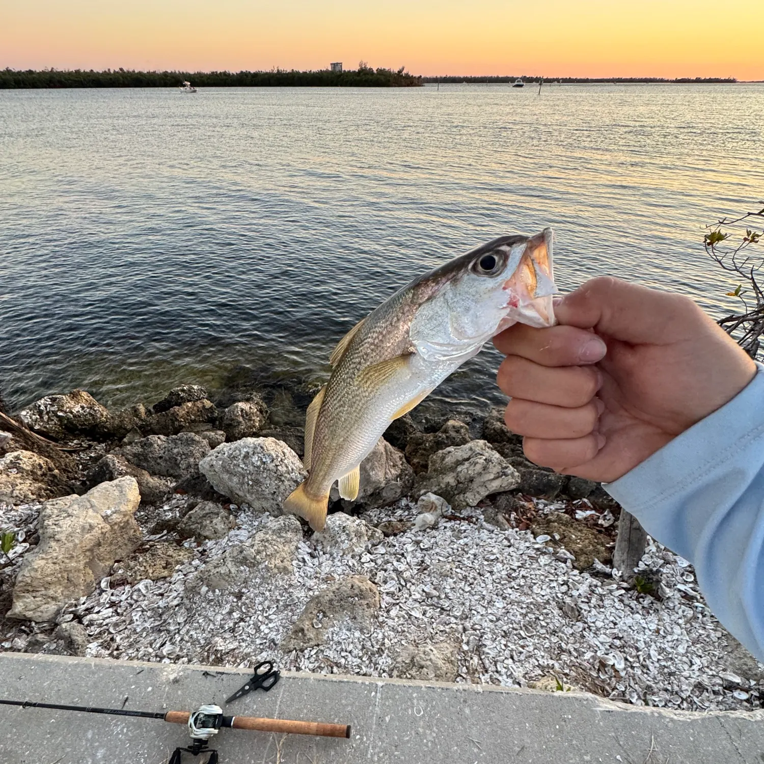 The most recent Sand seatrout catches on Fishbrain