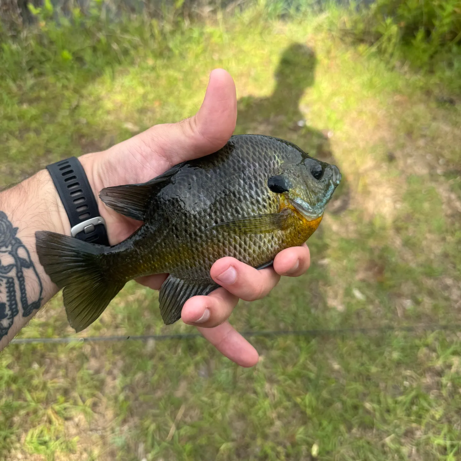 catch
