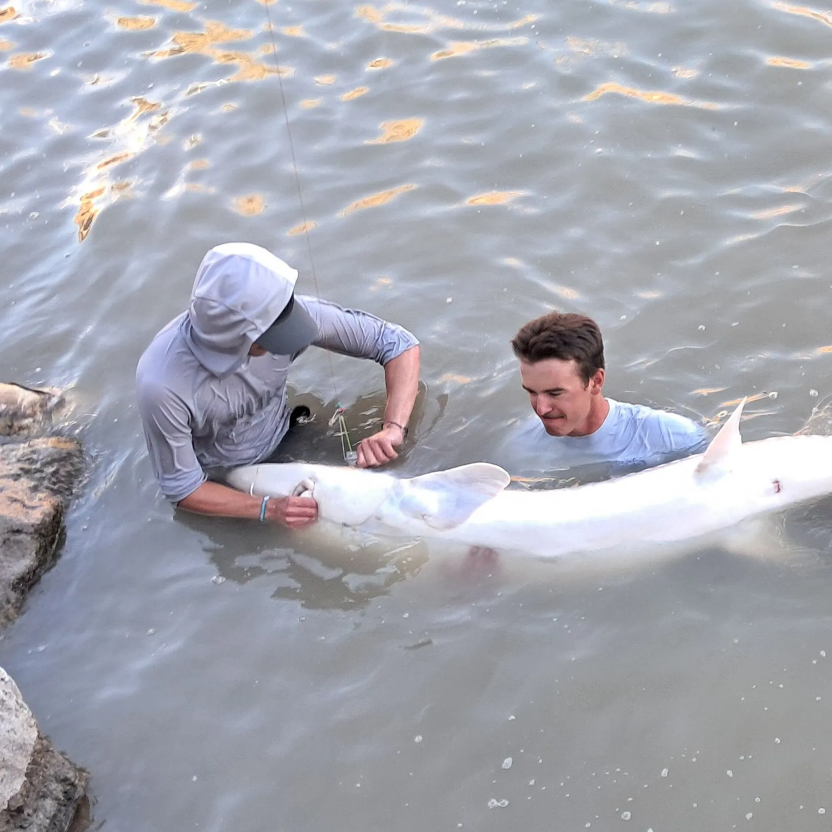 White sturgeon caught on Fishbrain