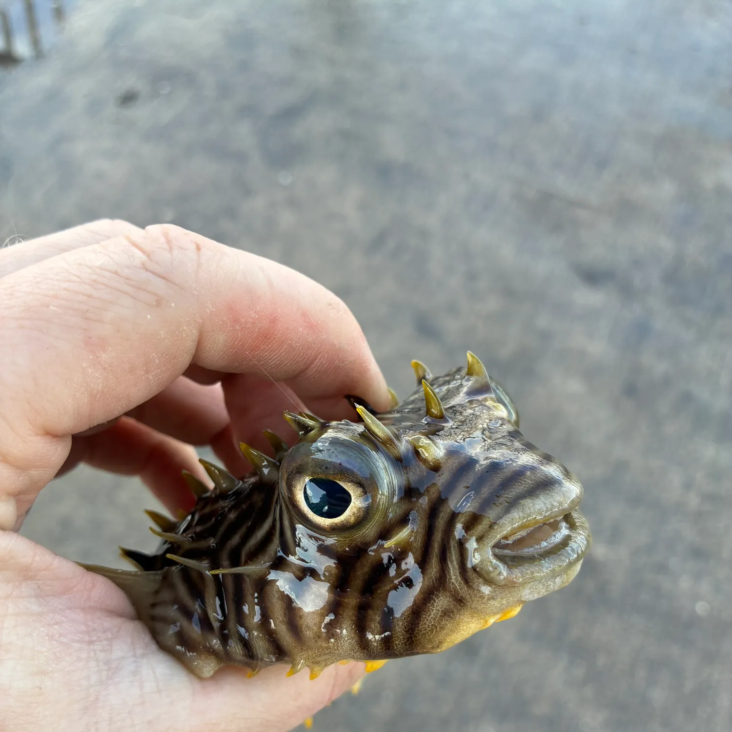 The most recent Striped burrfish catches on Fishbrain
