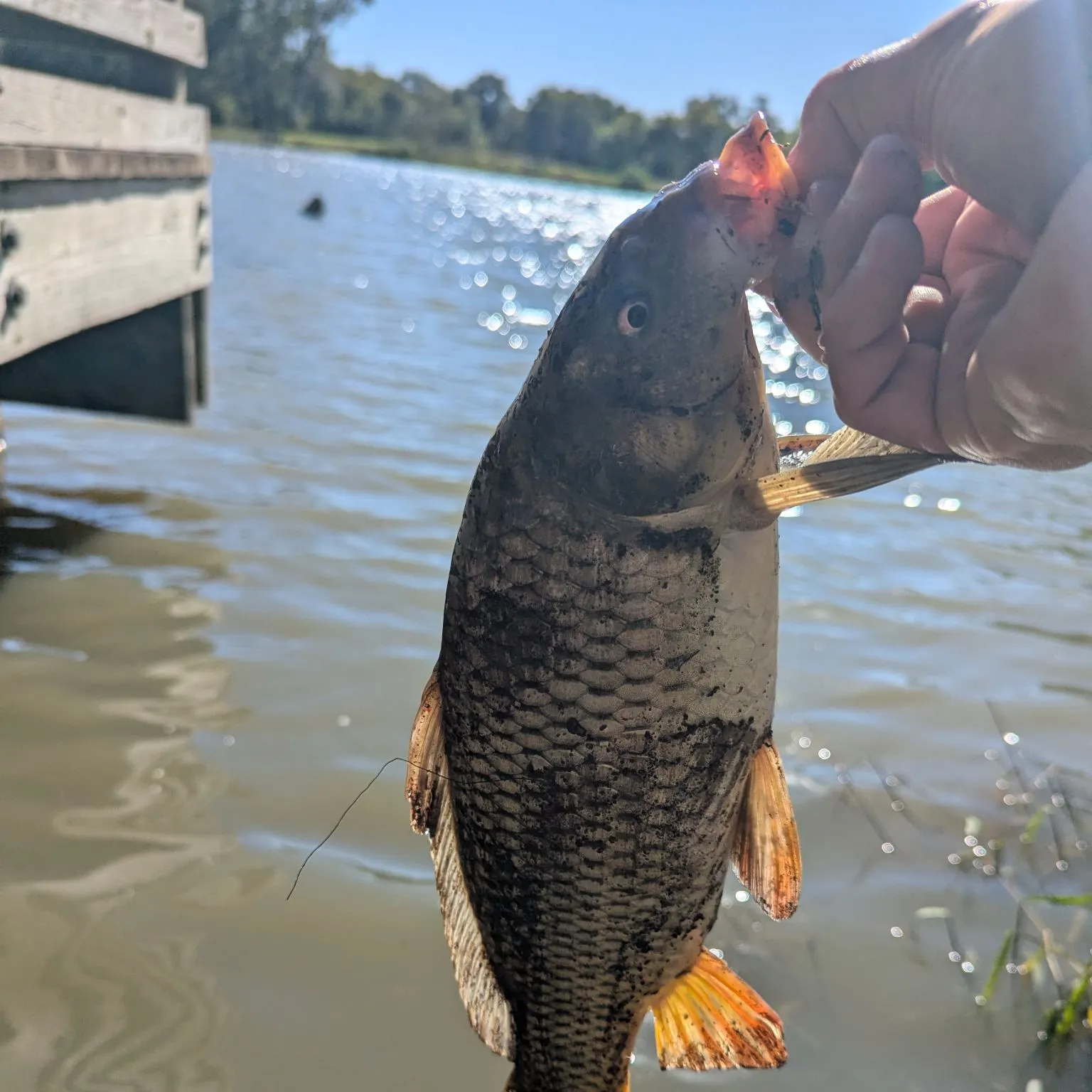 Common carp caught on Fishbrain