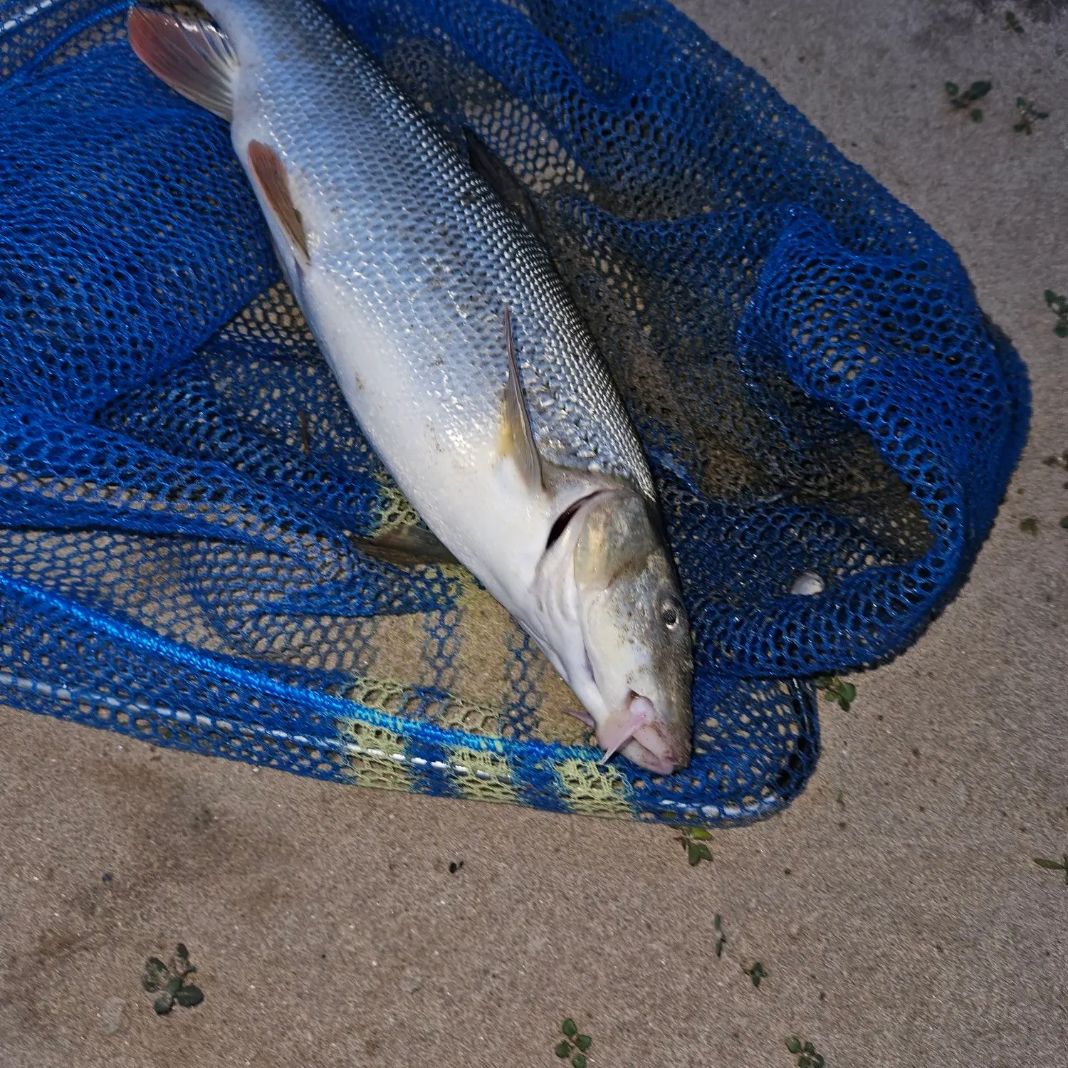 Common barbel caught on Fishbrain