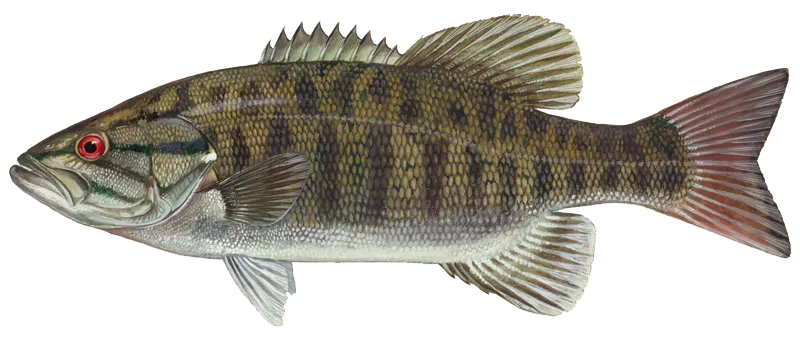 Smallmouth bass