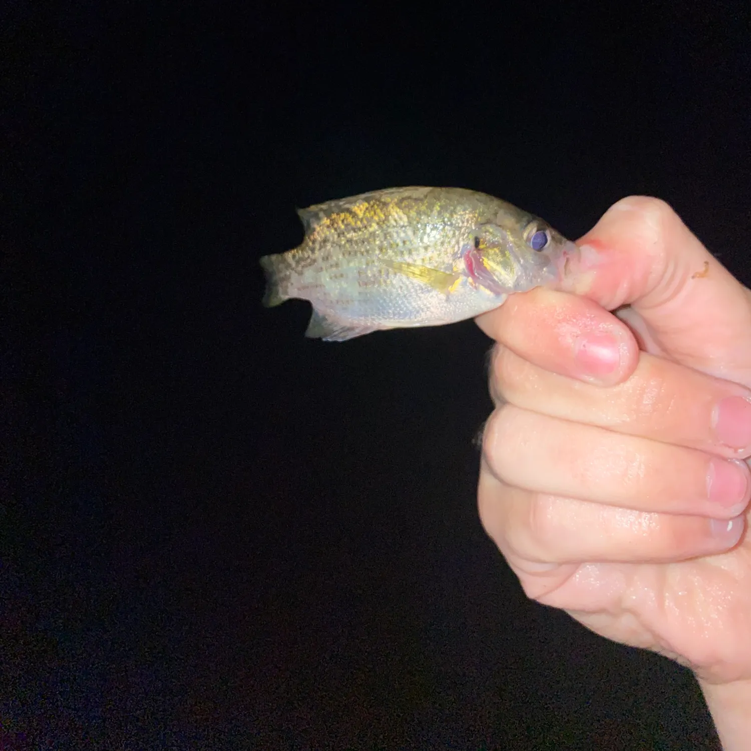 Pumpkinseed x green sunfish caught on Fishbrain