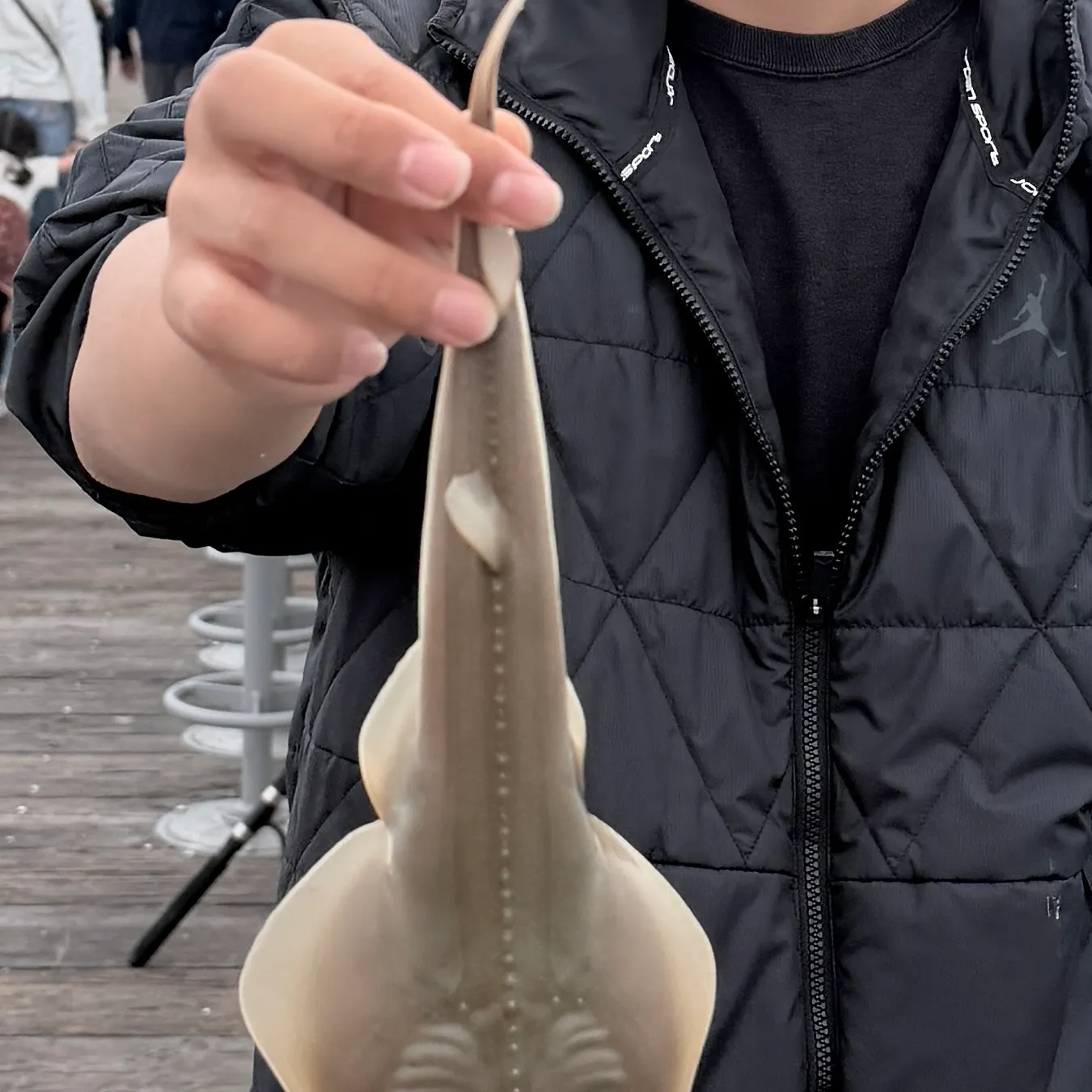 The most recent Pacific shovelnose guitarfish catches on Fishbrain