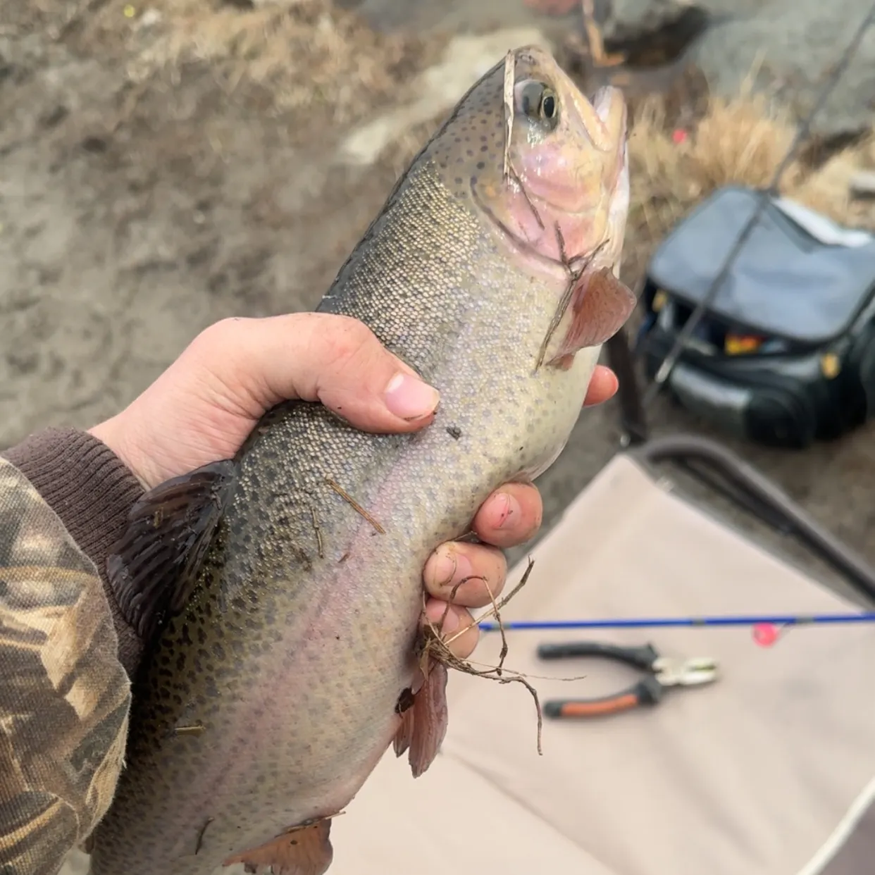 The most recent Rainbow trout catches on Fishbrain