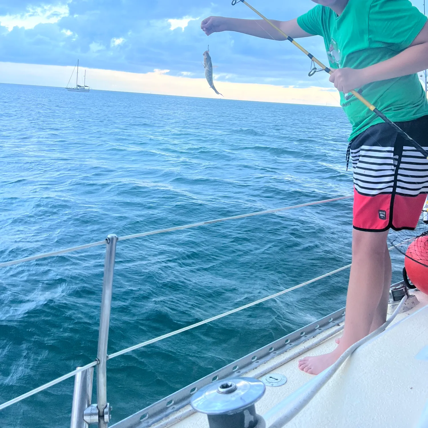 The most recent Bluestriped grunt catches on Fishbrain