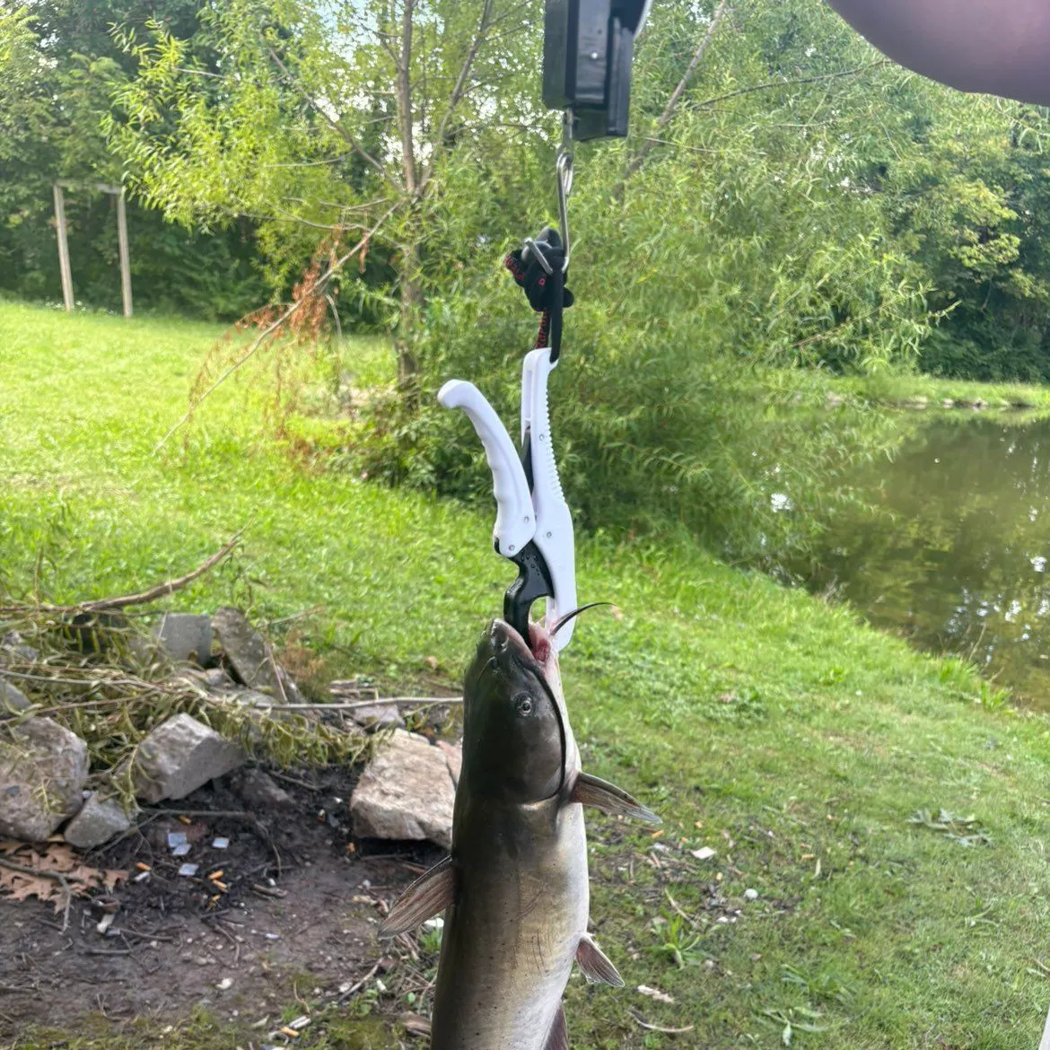 Channel catfish caught on Fishbrain