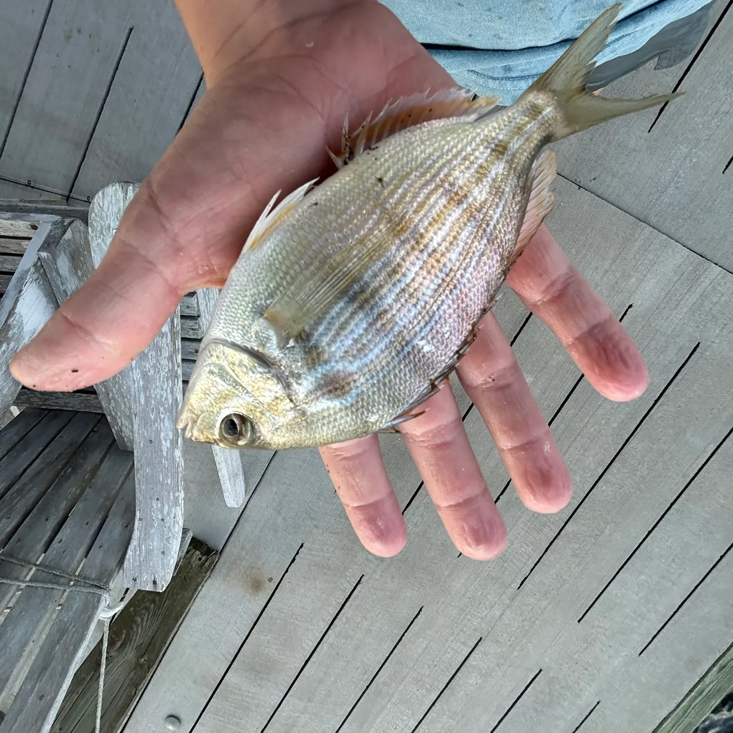 Spot croaker caught on Fishbrain