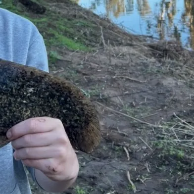 The most recent Dewfish catches on Fishbrain