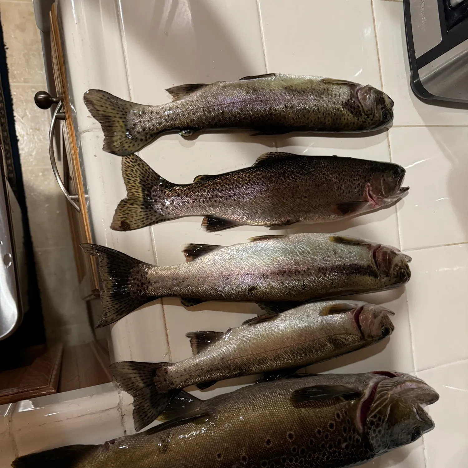 recently logged catches