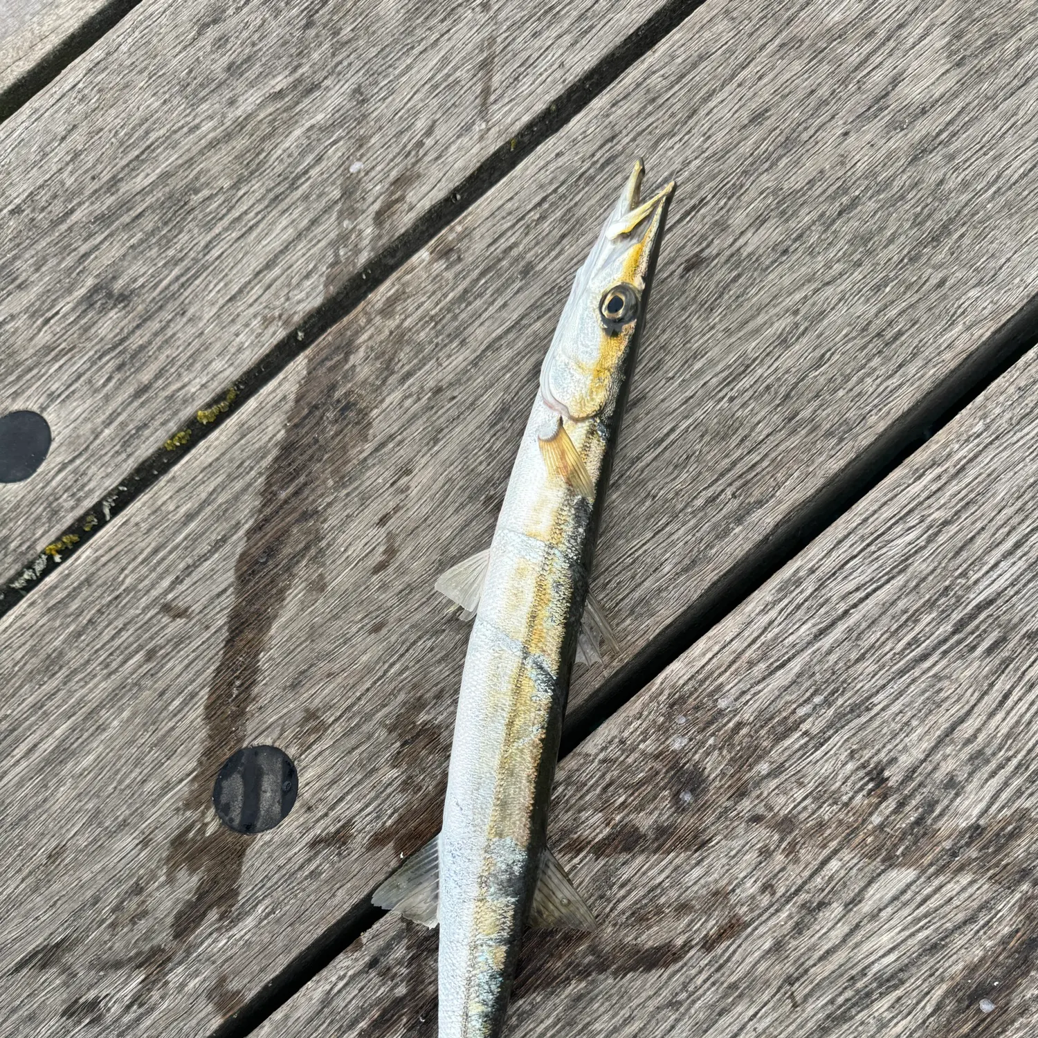 The most recent Obtuse barracuda catches on Fishbrain