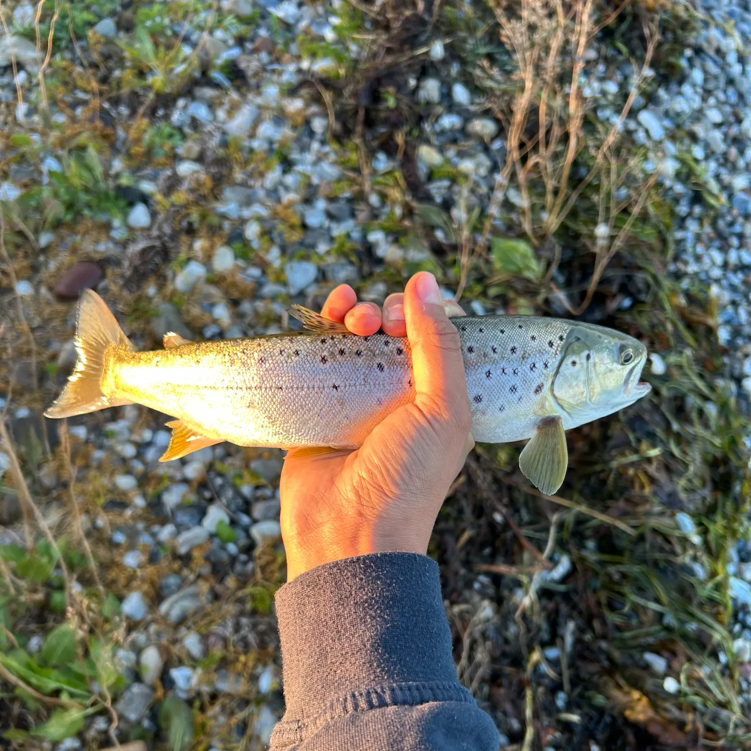 Brown trout caught on Fishbrain