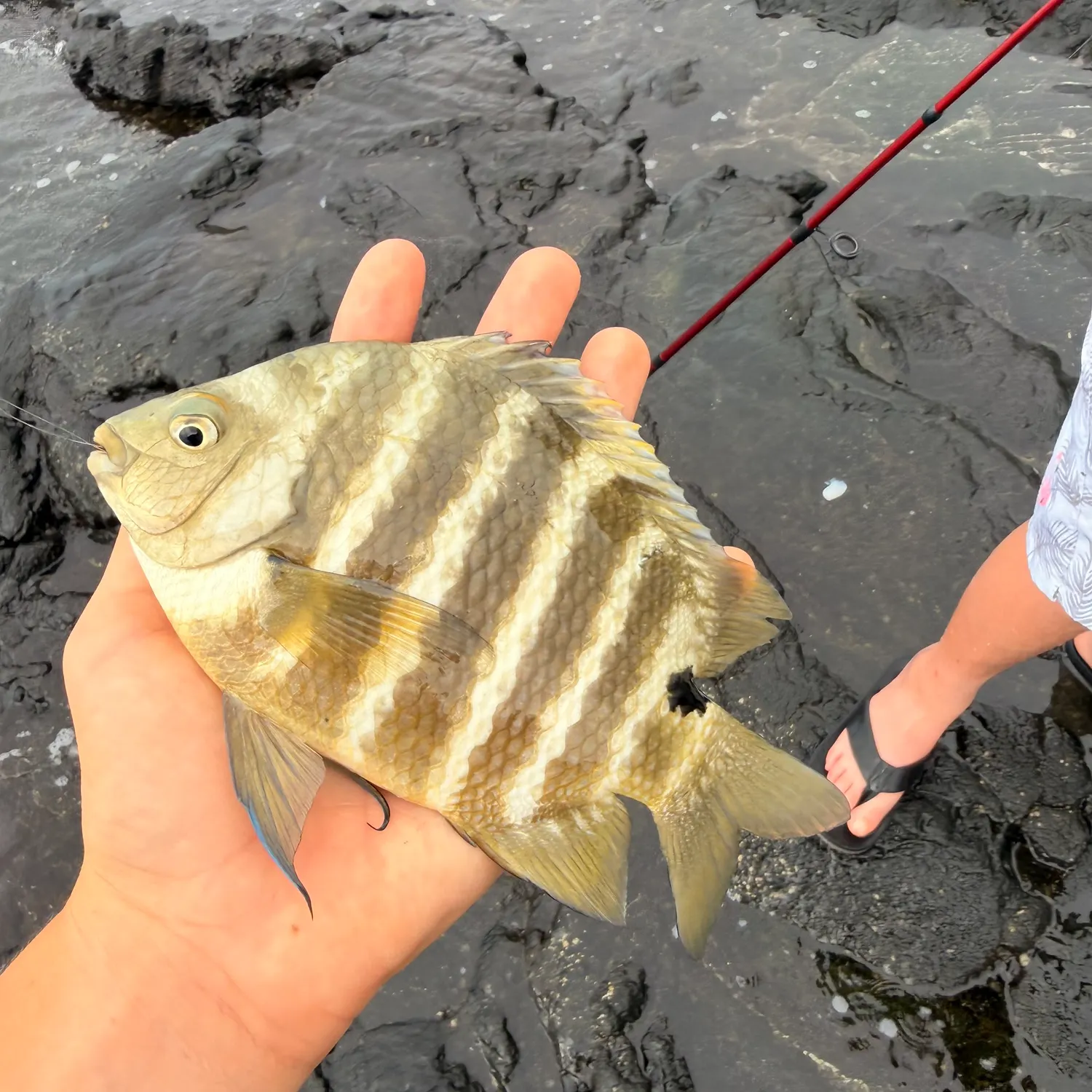 The most recent Blackspot sergeant catches on Fishbrain
