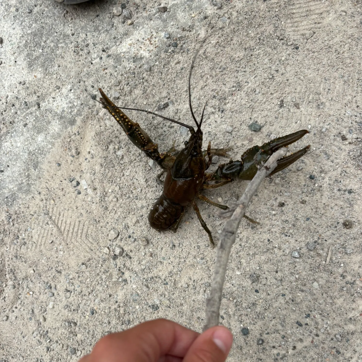 The most recent Northern clearwater crayfish catches on Fishbrain