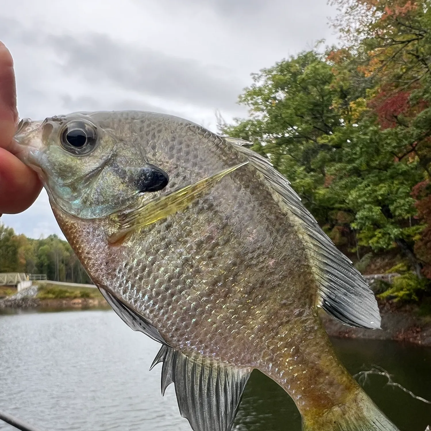 Bluegill caught on Fishbrain