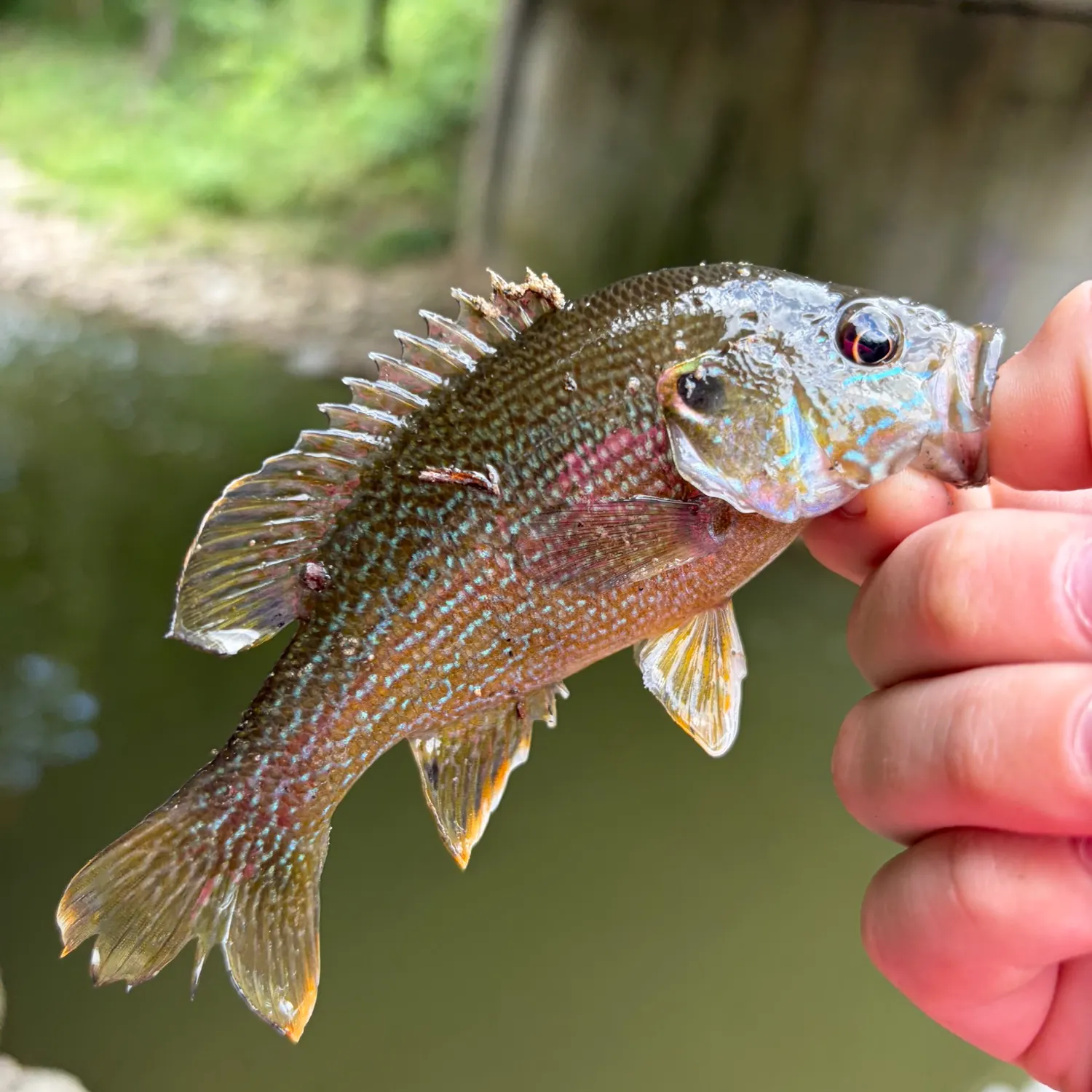 Green sunfish caught on Fishbrain