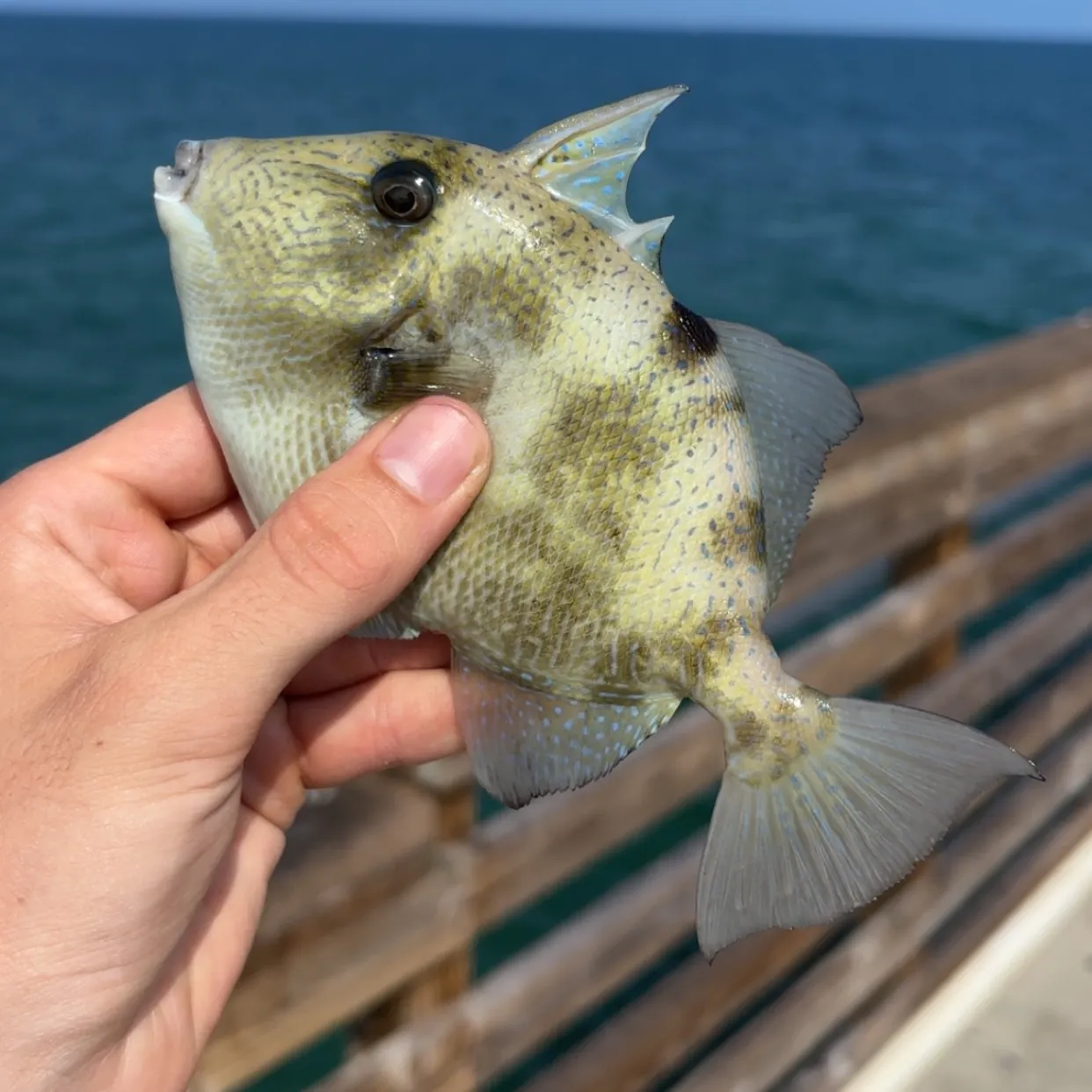 Grey triggerfish caught on Fishbrain