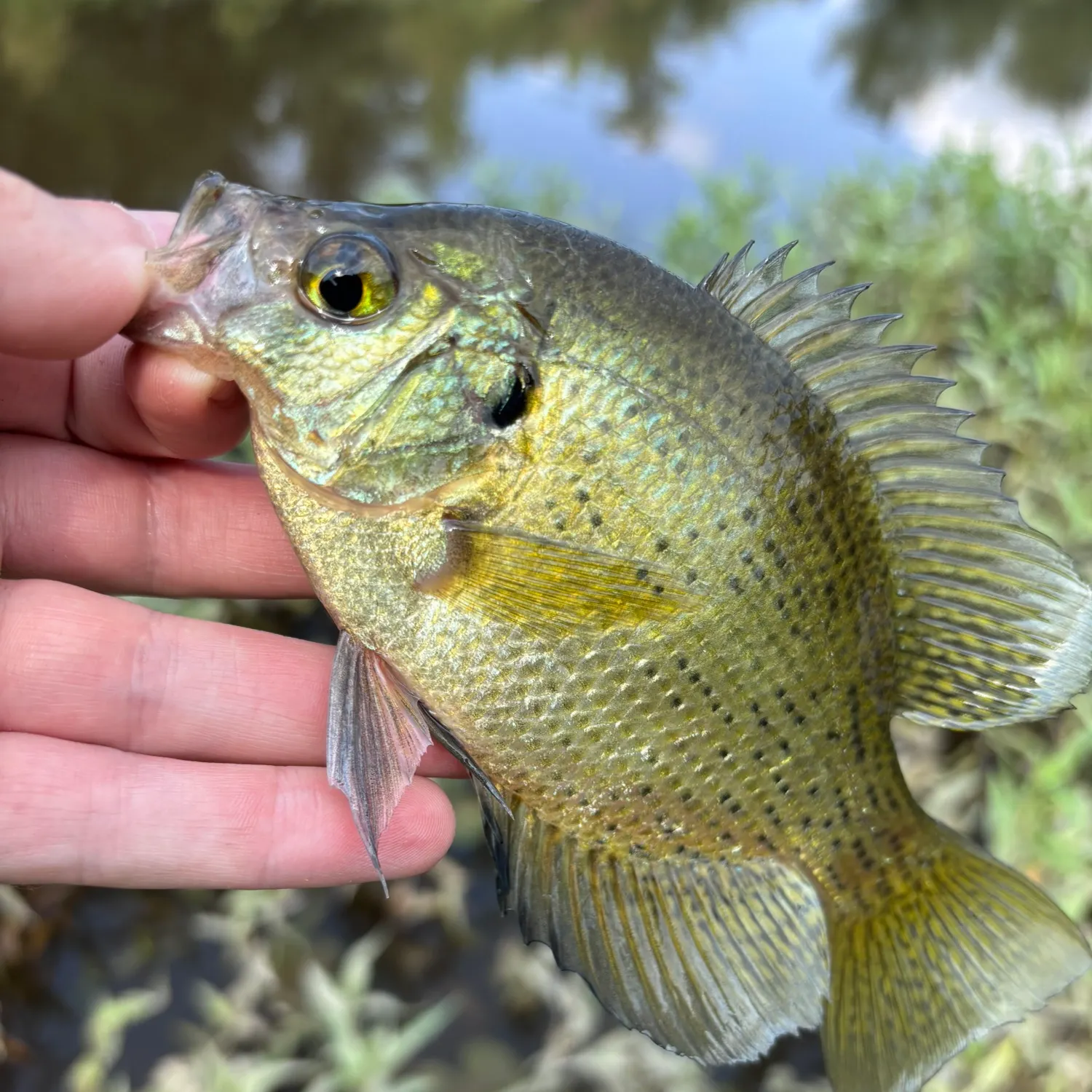 The most recent Flier catches on Fishbrain