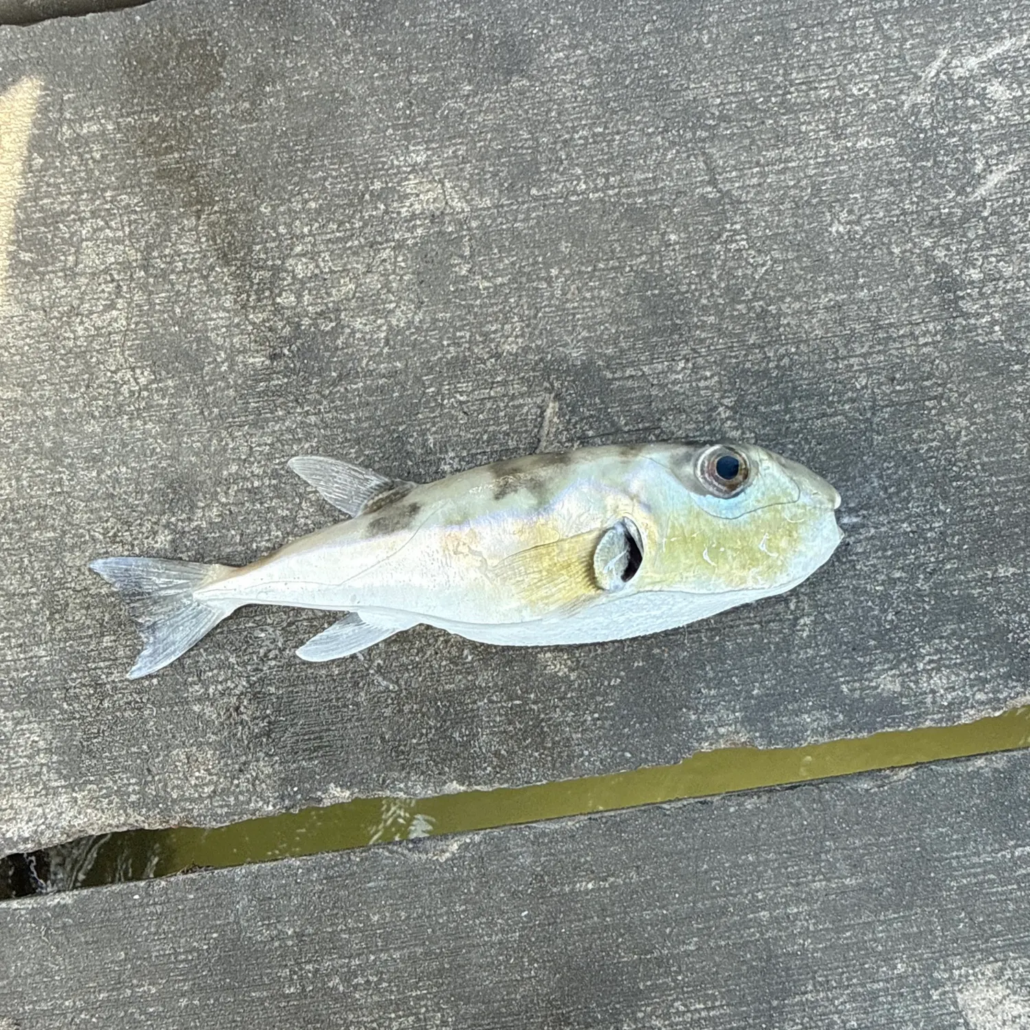 The most recent Smooth puffer catches on Fishbrain