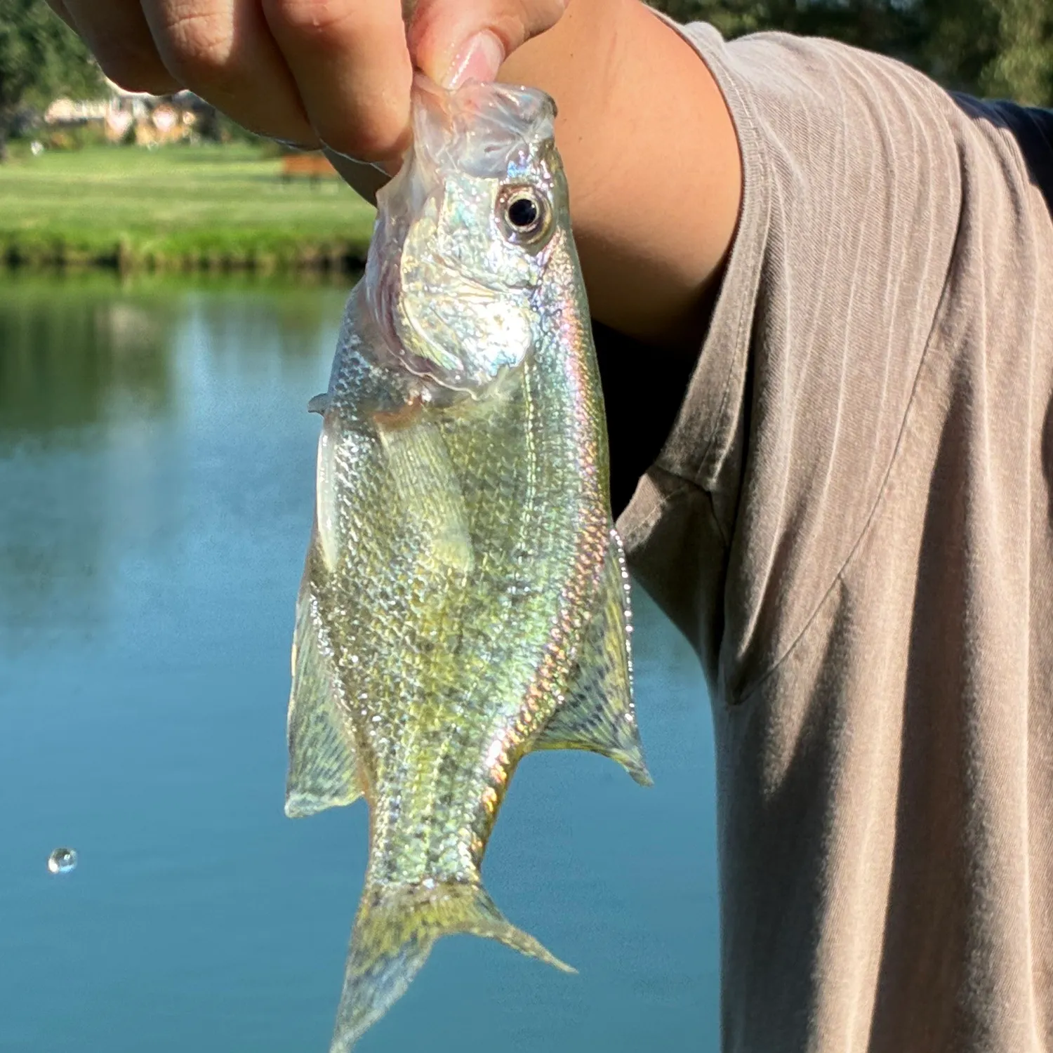 White crappie caught on Fishbrain