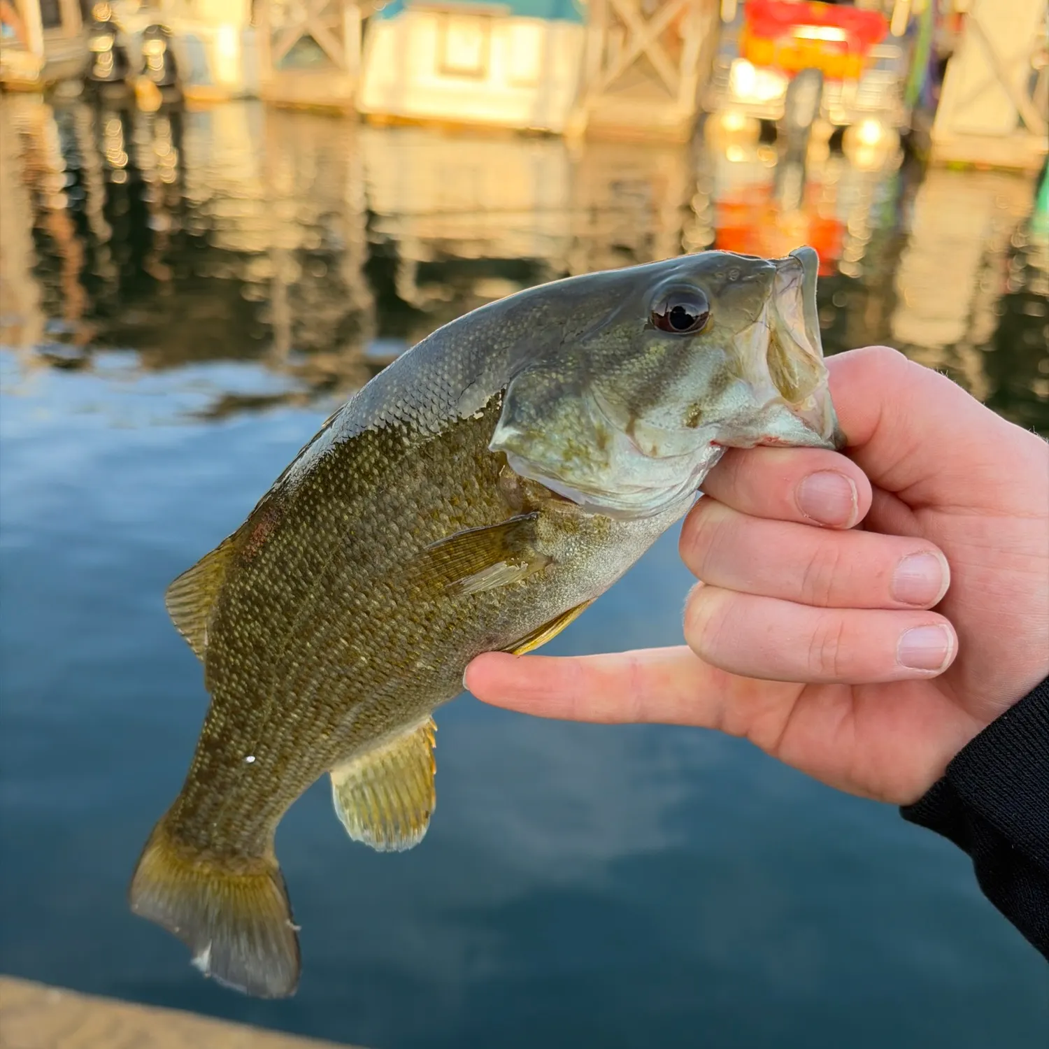 Smallmouth bass caught on Fishbrain