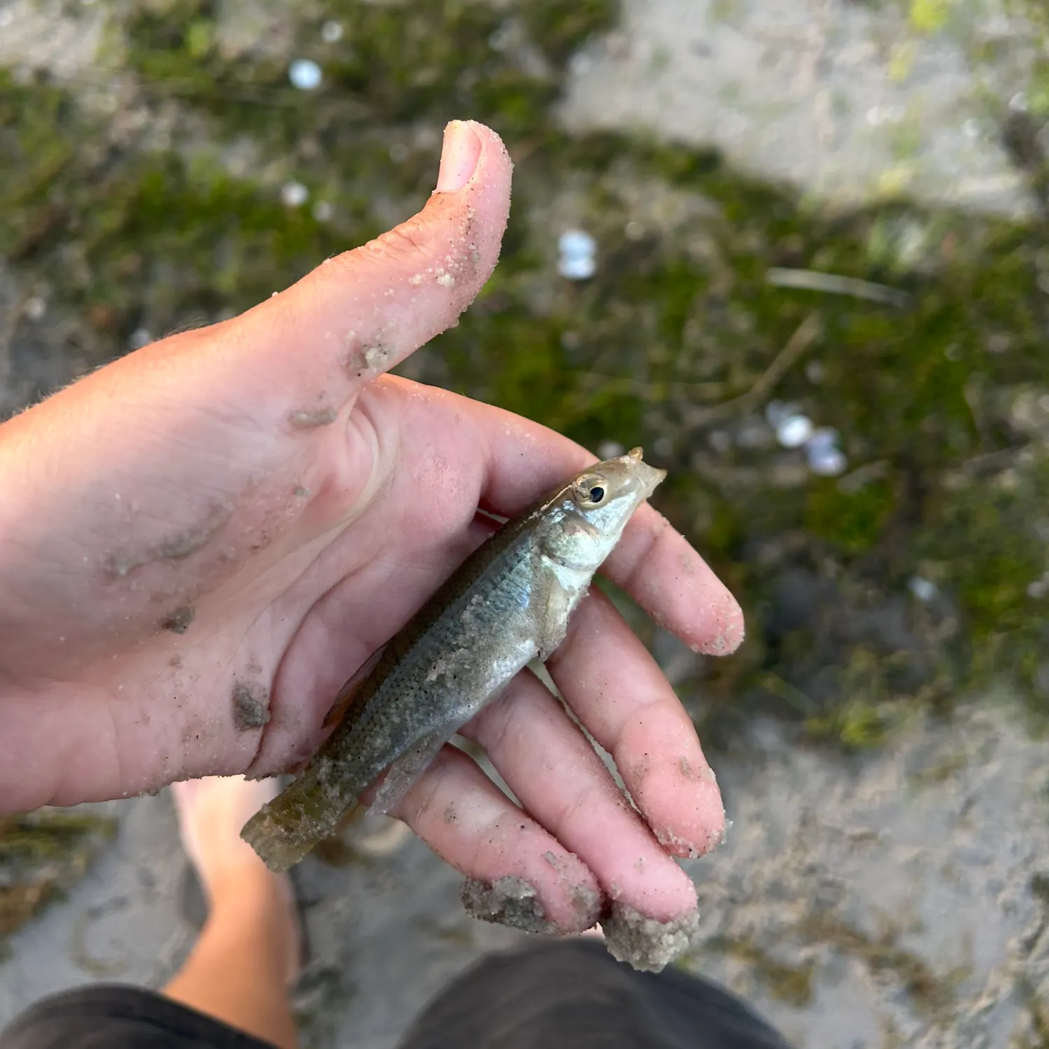 The most recent Seminole killifish catches on Fishbrain