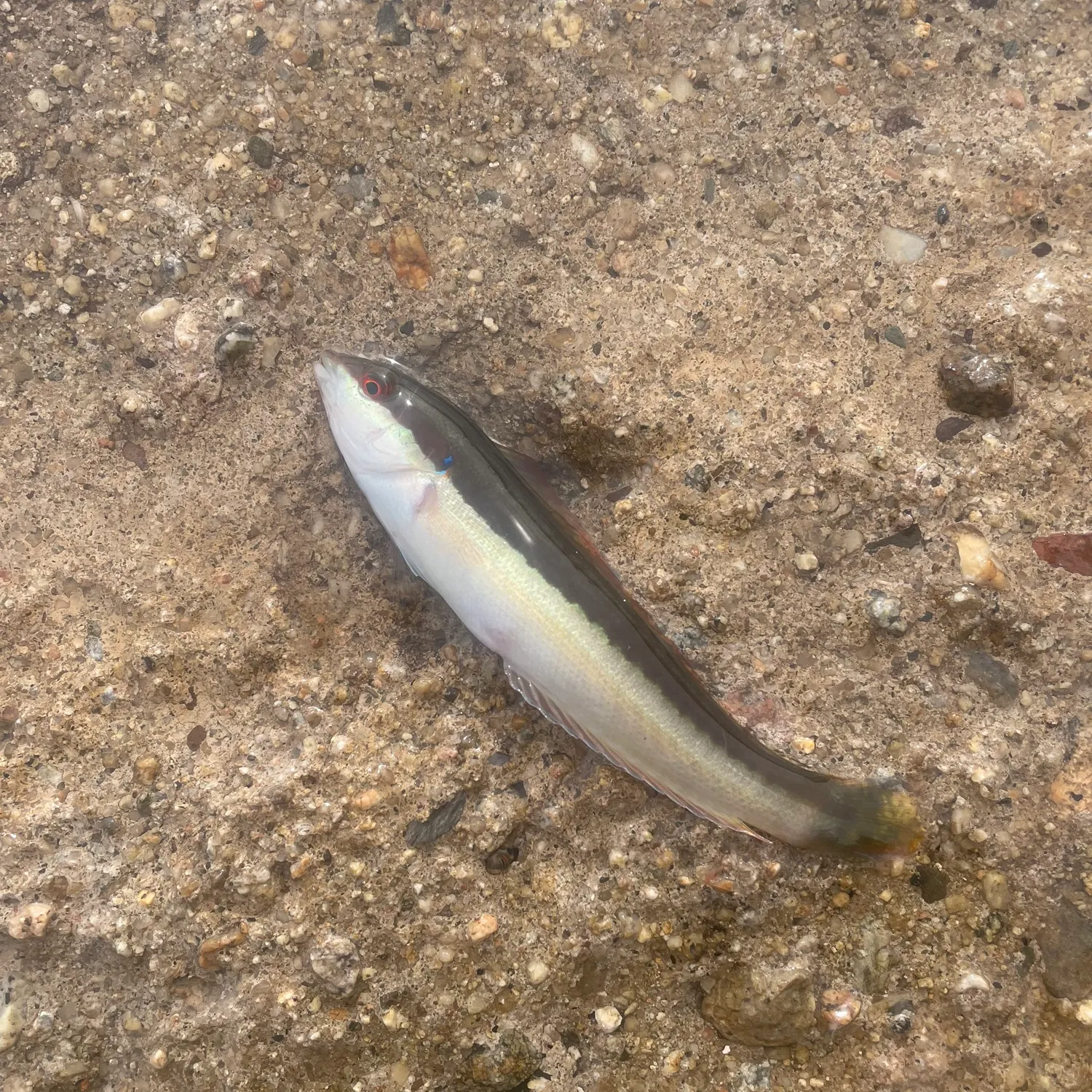 The most recent Mediterranean rainbow wrasse catches on Fishbrain