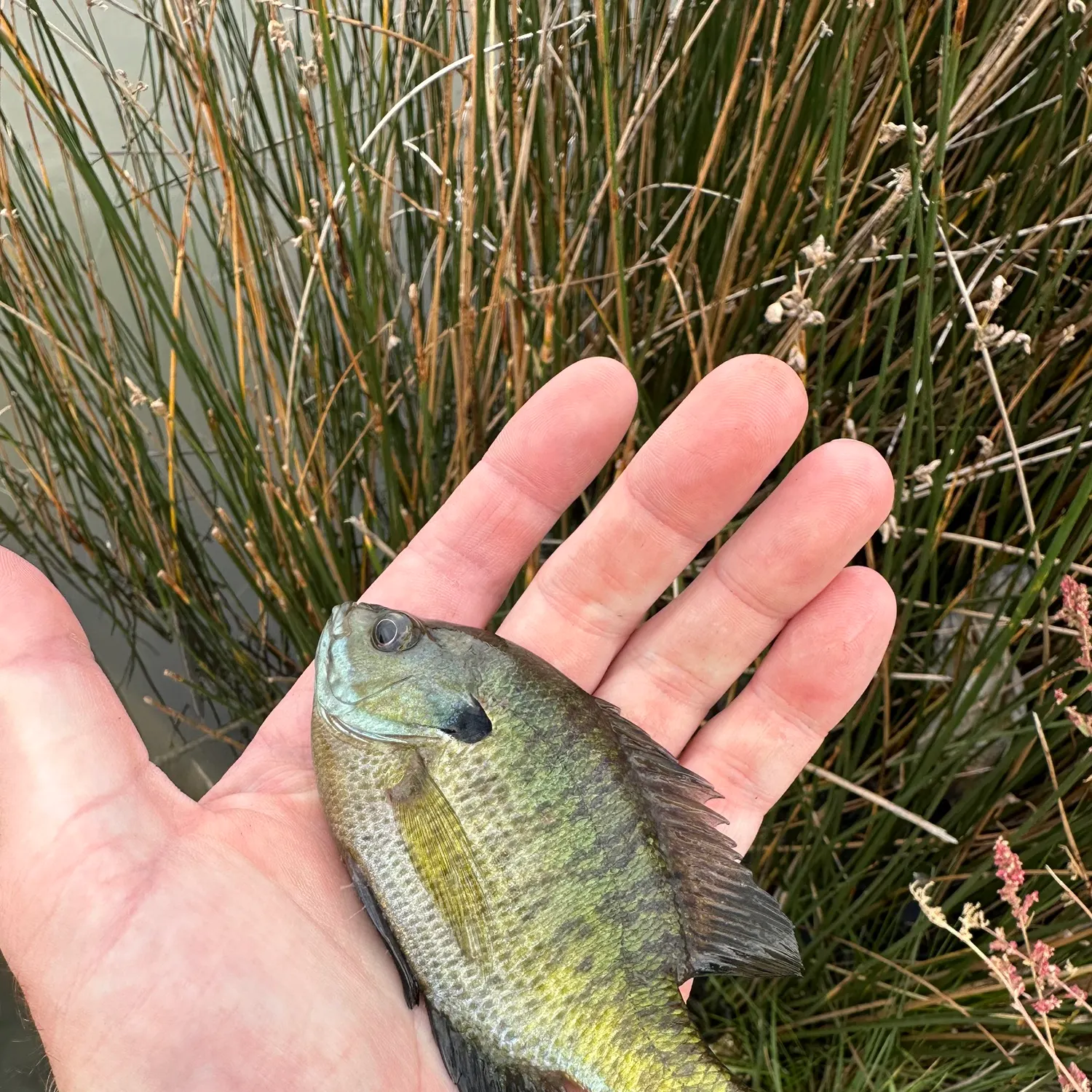 Bluegill caught on Fishbrain
