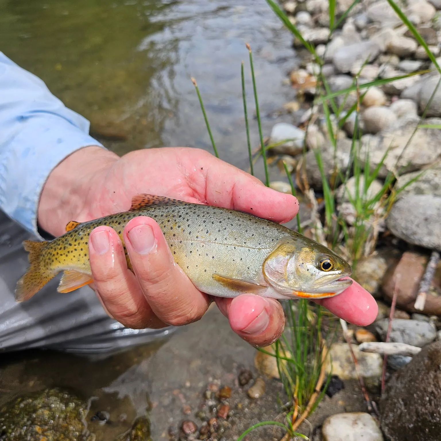 Cutthroat trout caught on Fishbrain