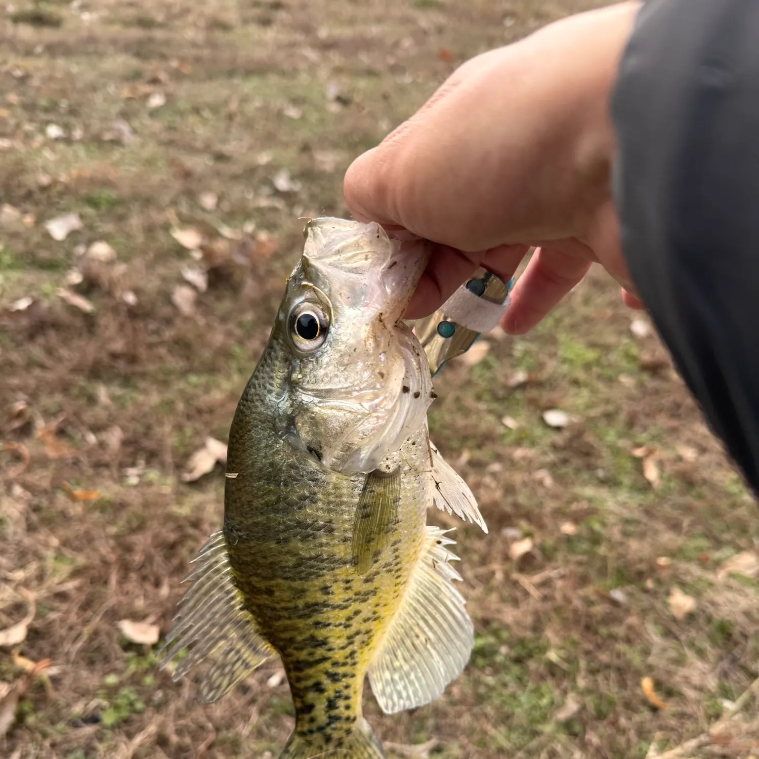 The most recent White crappie catches on Fishbrain