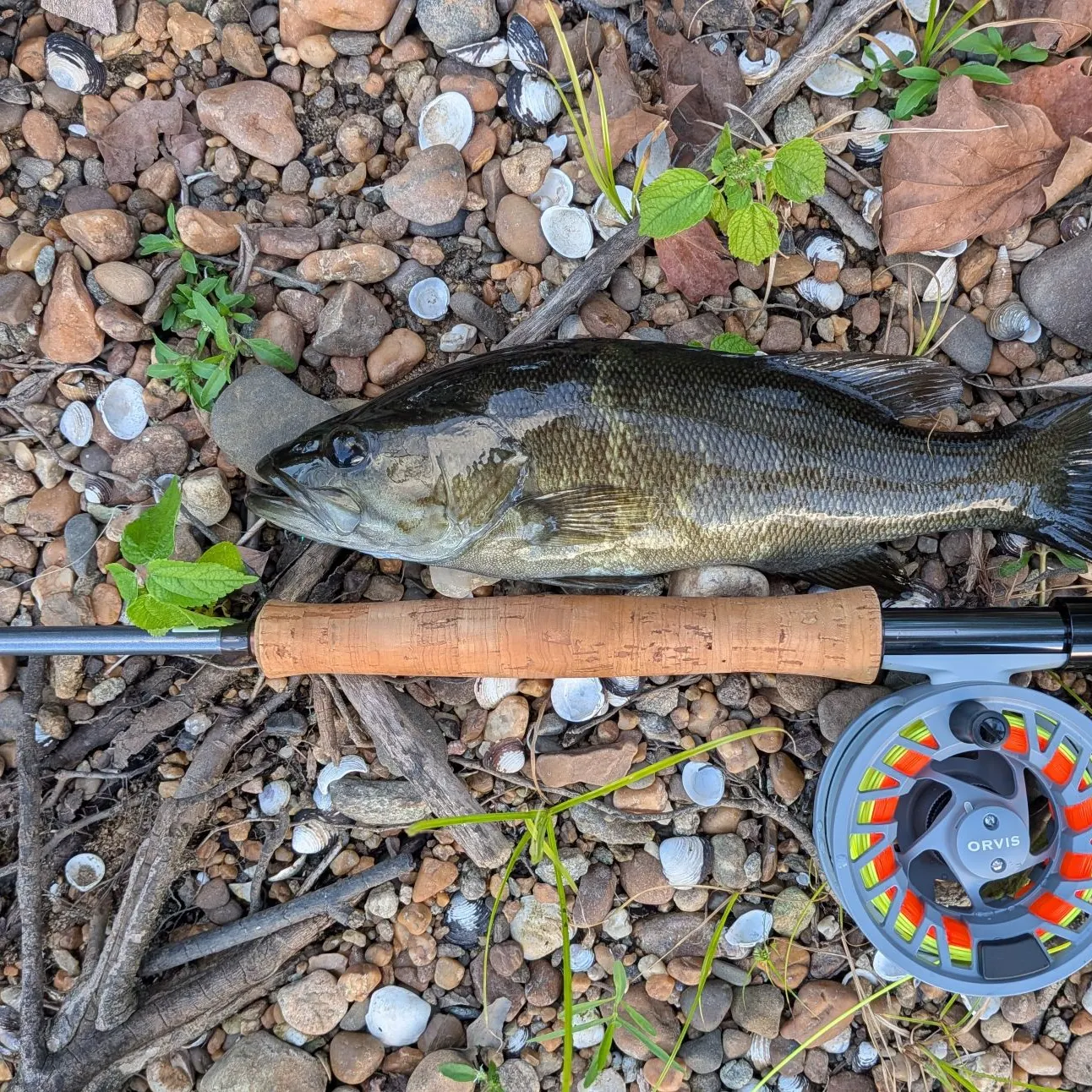 Smallmouth bass caught on Fishbrain