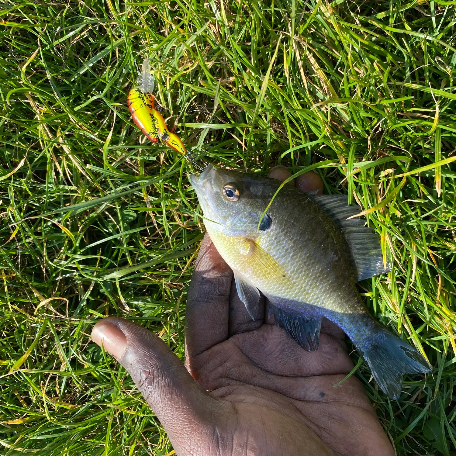 Bluegill caught on Fishbrain