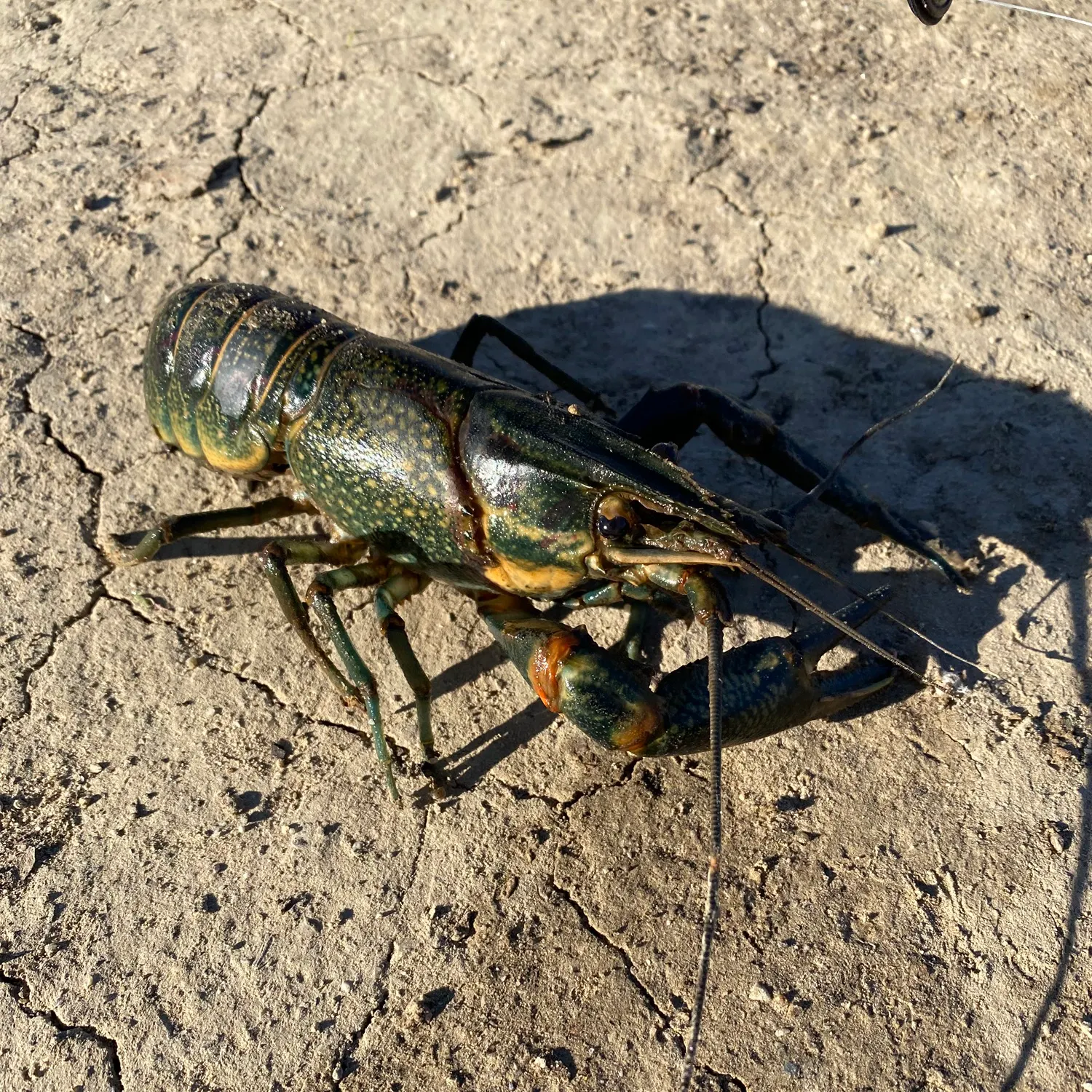 The most recent Signal crayfish catches on Fishbrain