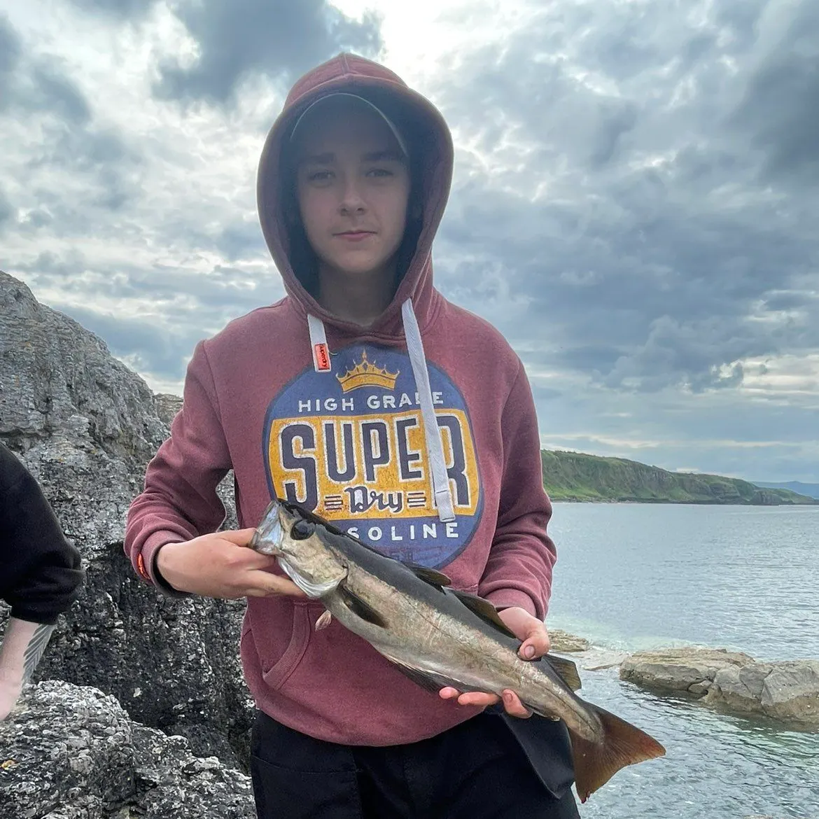 Alaska pollock caught on Fishbrain