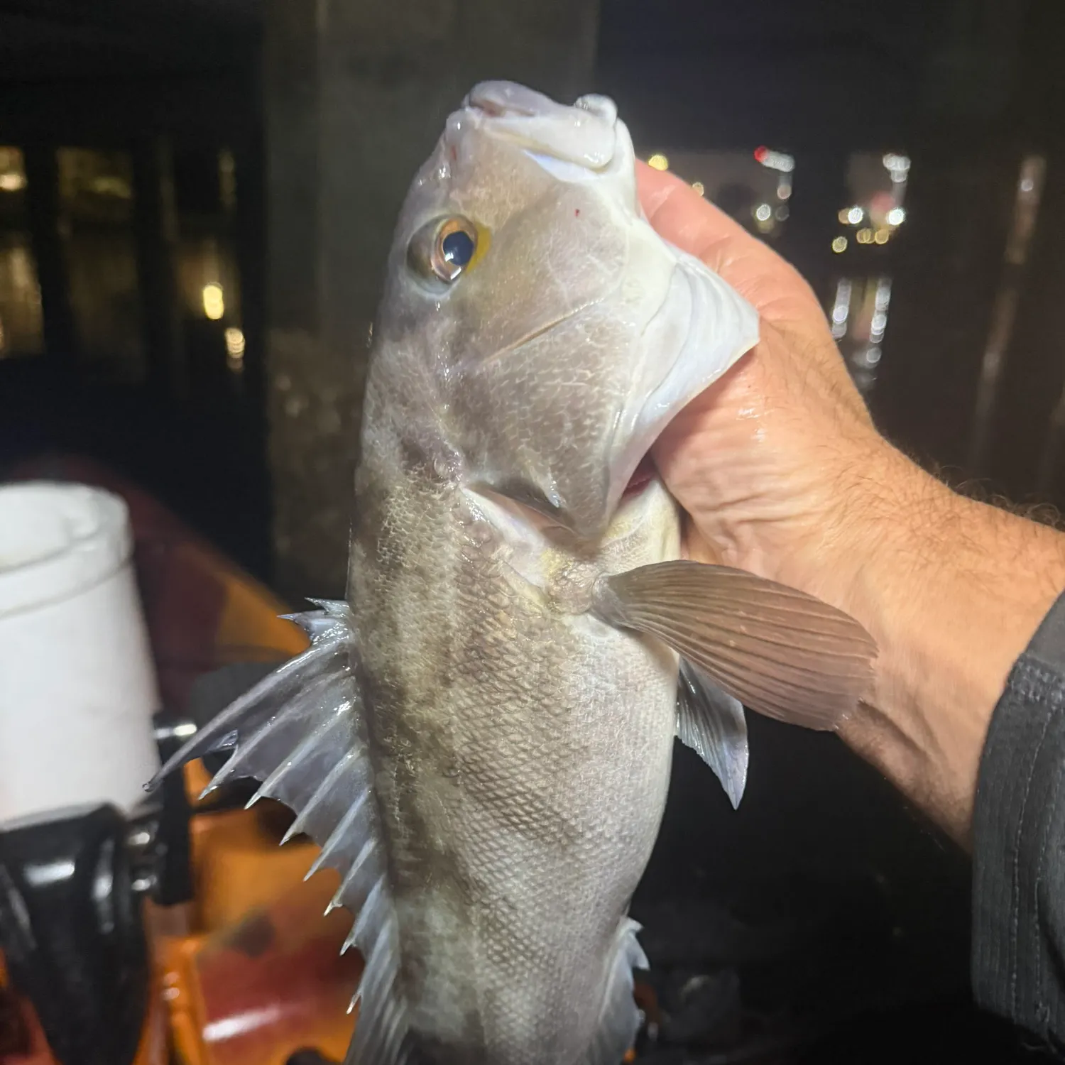 Barred sand bass caught on Fishbrain