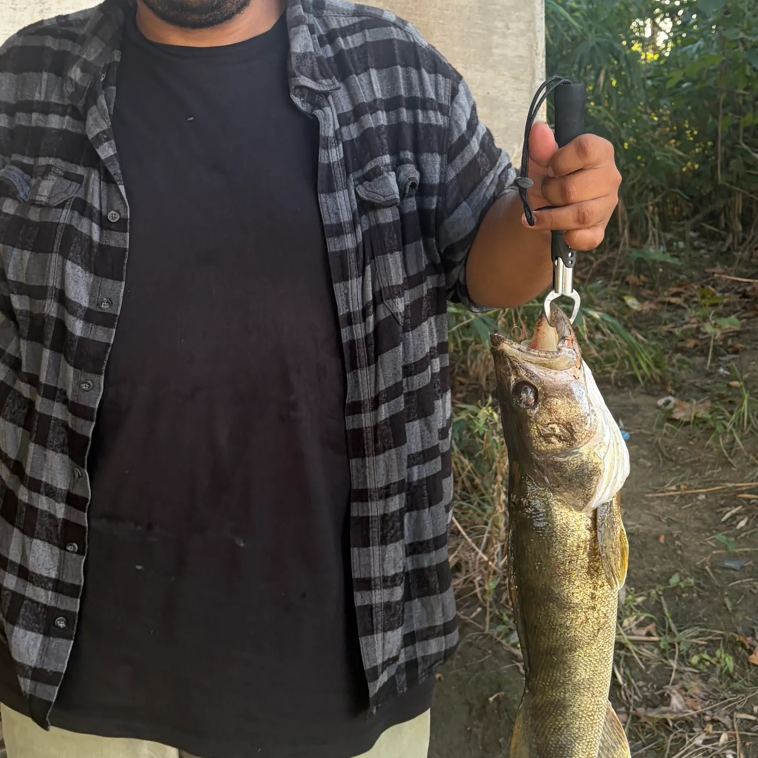 Walleye caught on Fishbrain