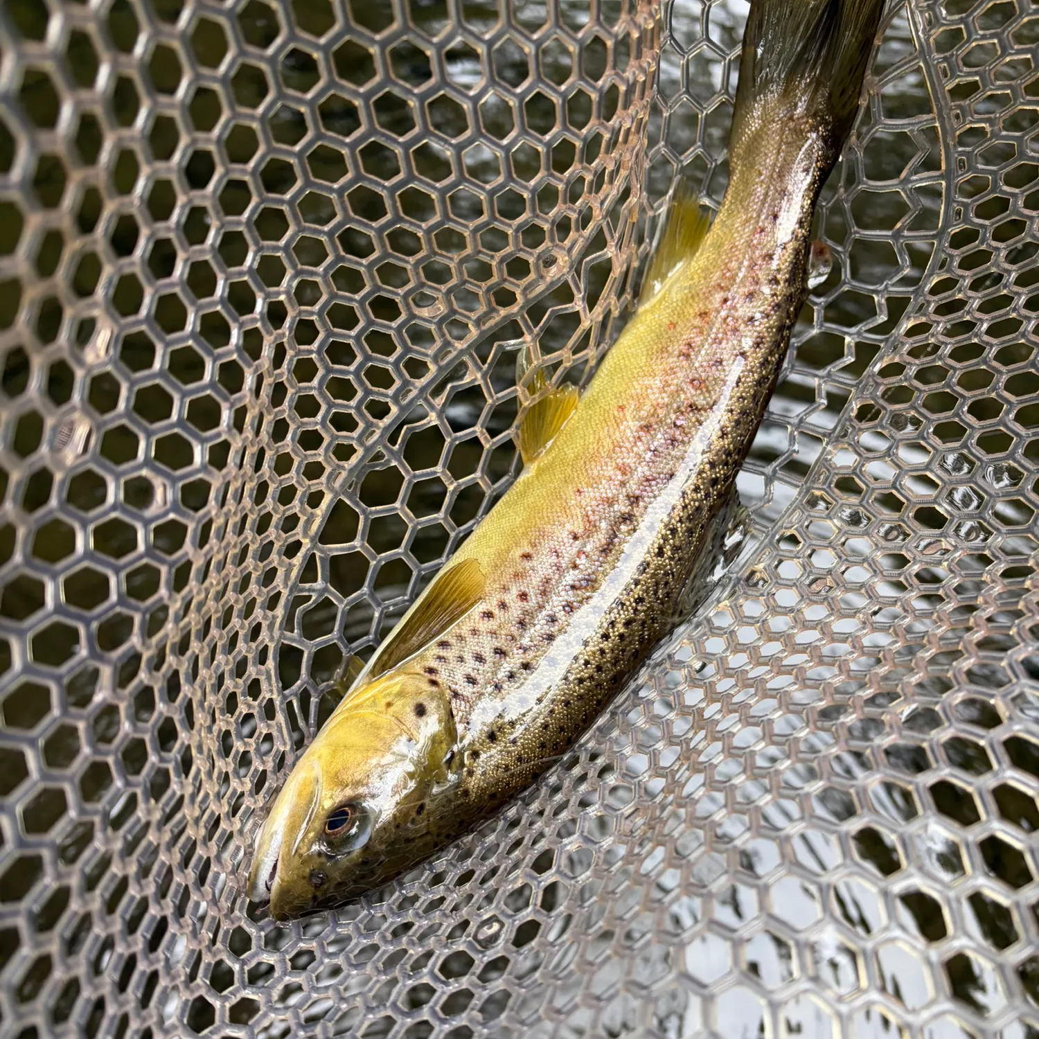 Brown trout caught on Fishbrain