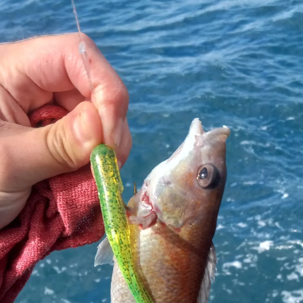 The most popular recent Mrigal carp catch on Fishbrain