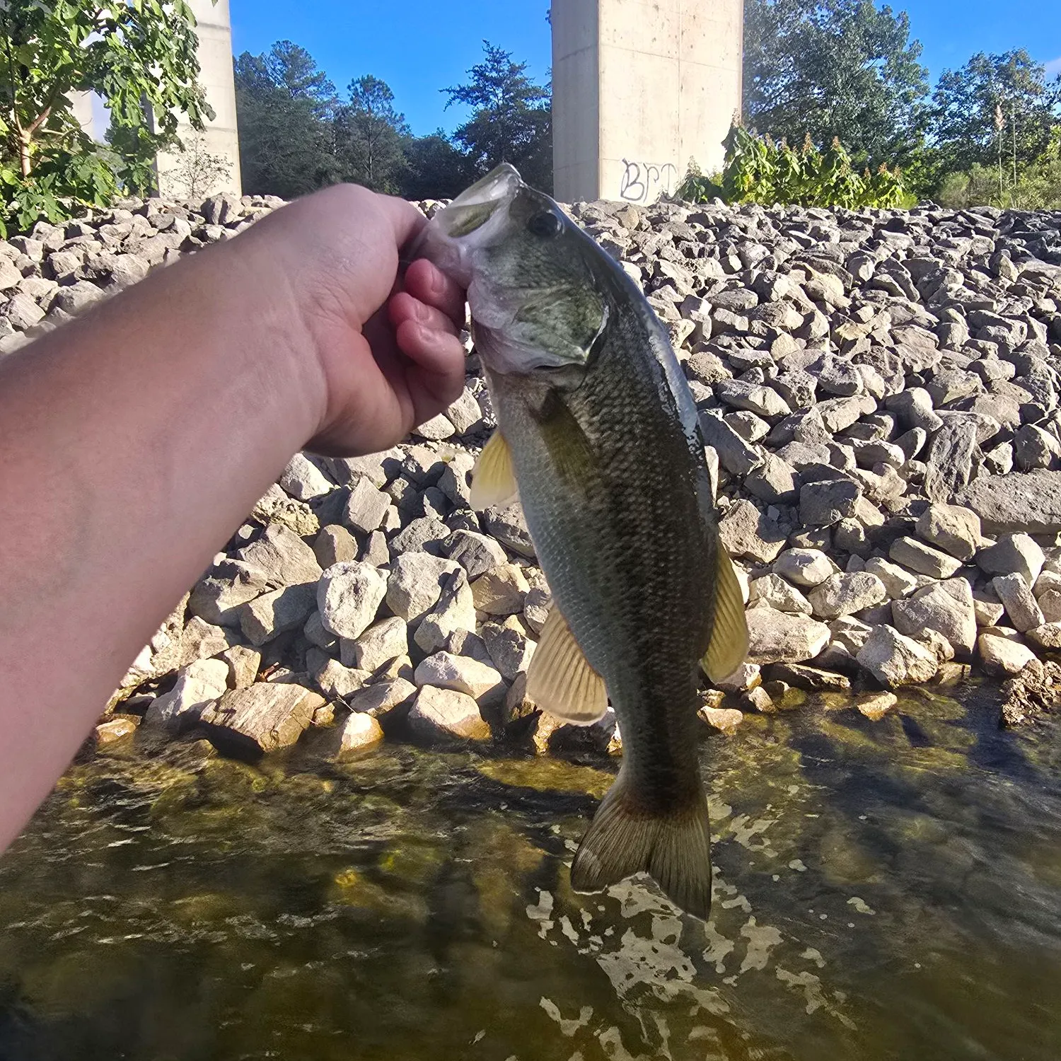 Largemouth bass caught on Fishbrain