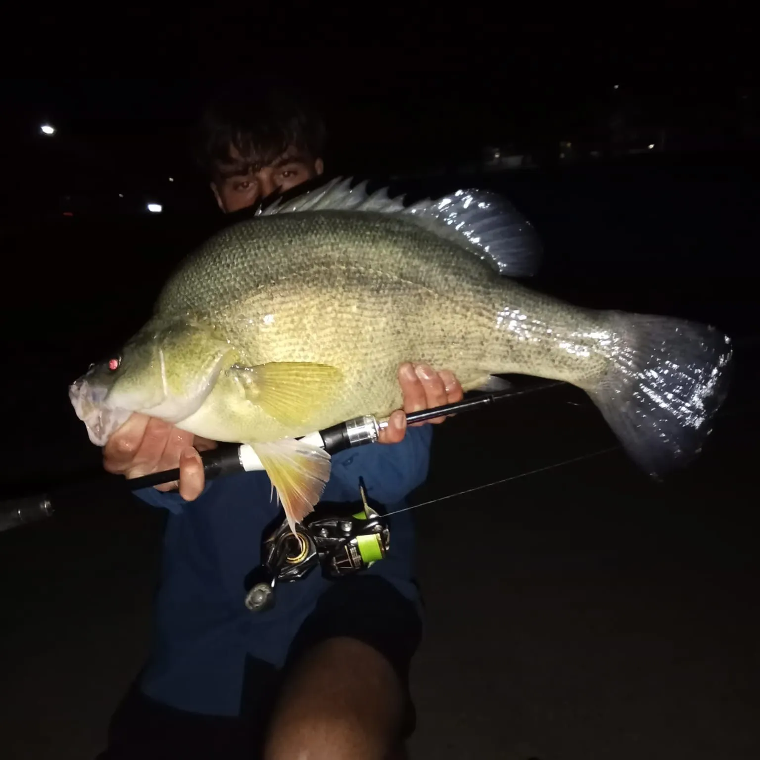 Golden perch caught on Fishbrain