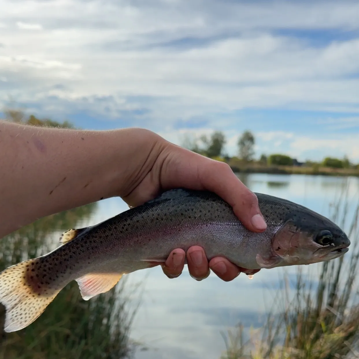 Rainbow trout caught on Fishbrain