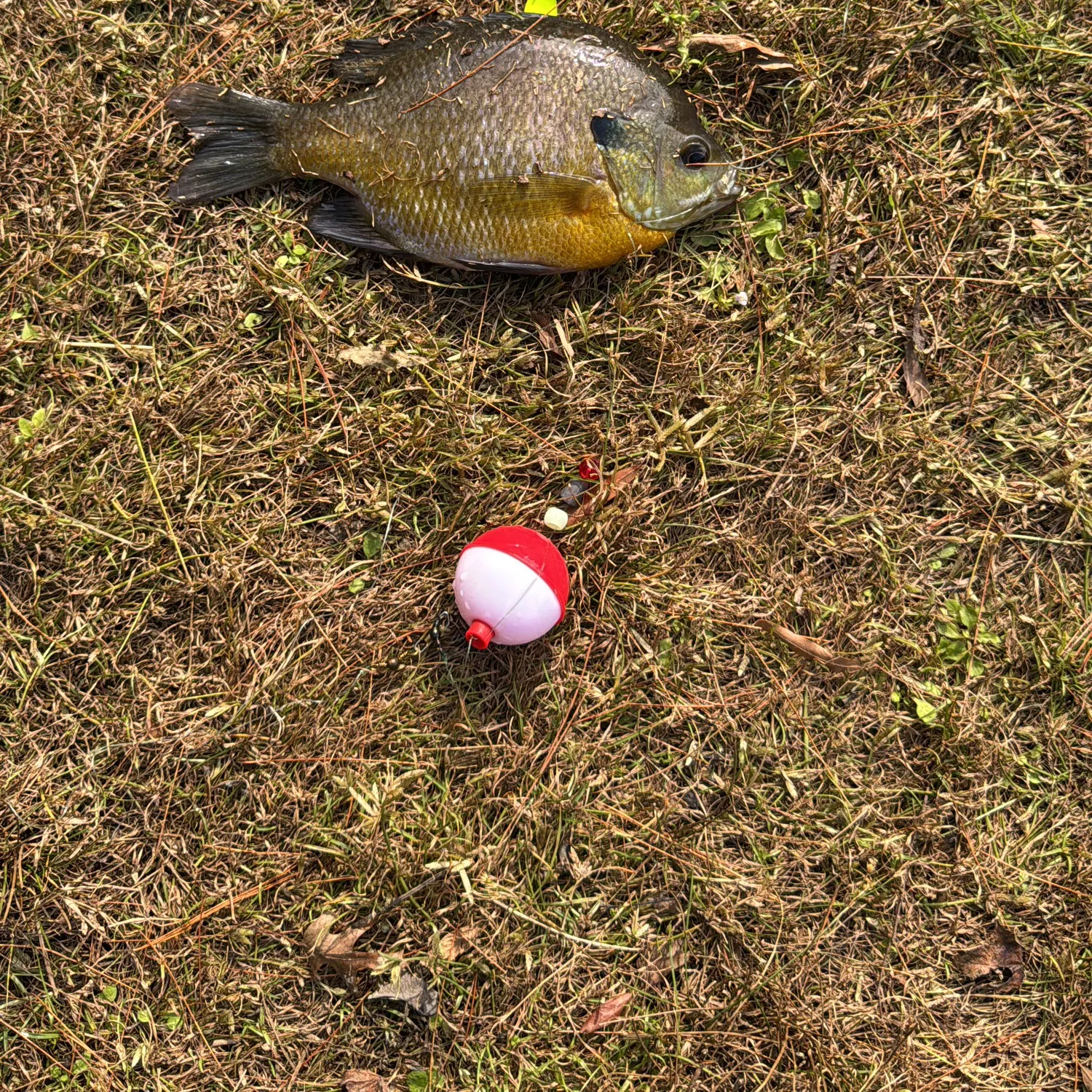 Bluegill caught on Fishbrain