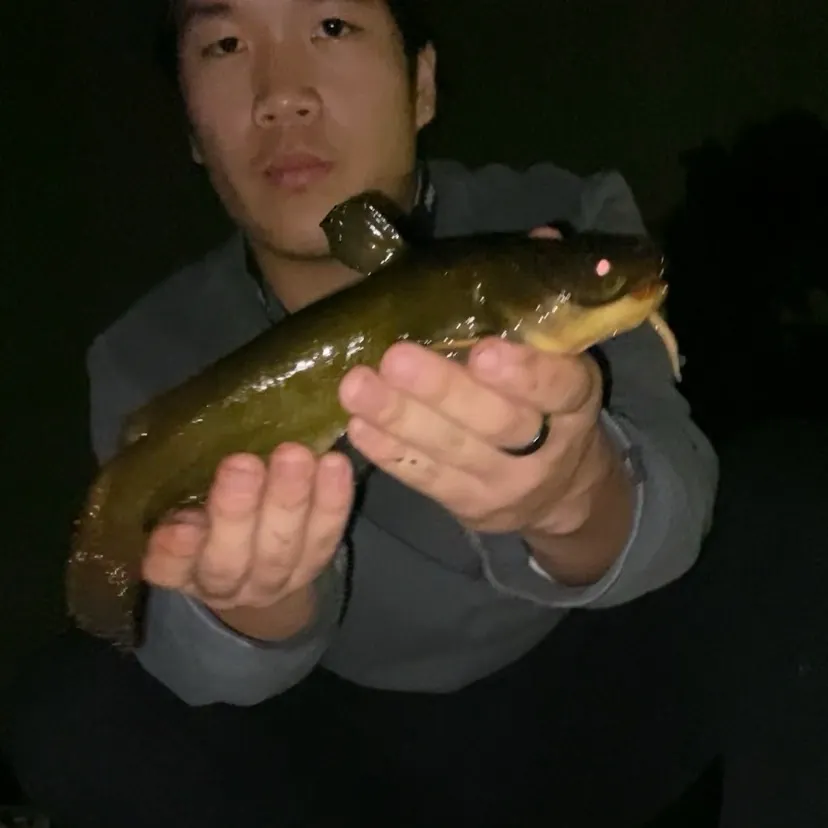 Yellow bullhead caught on Fishbrain