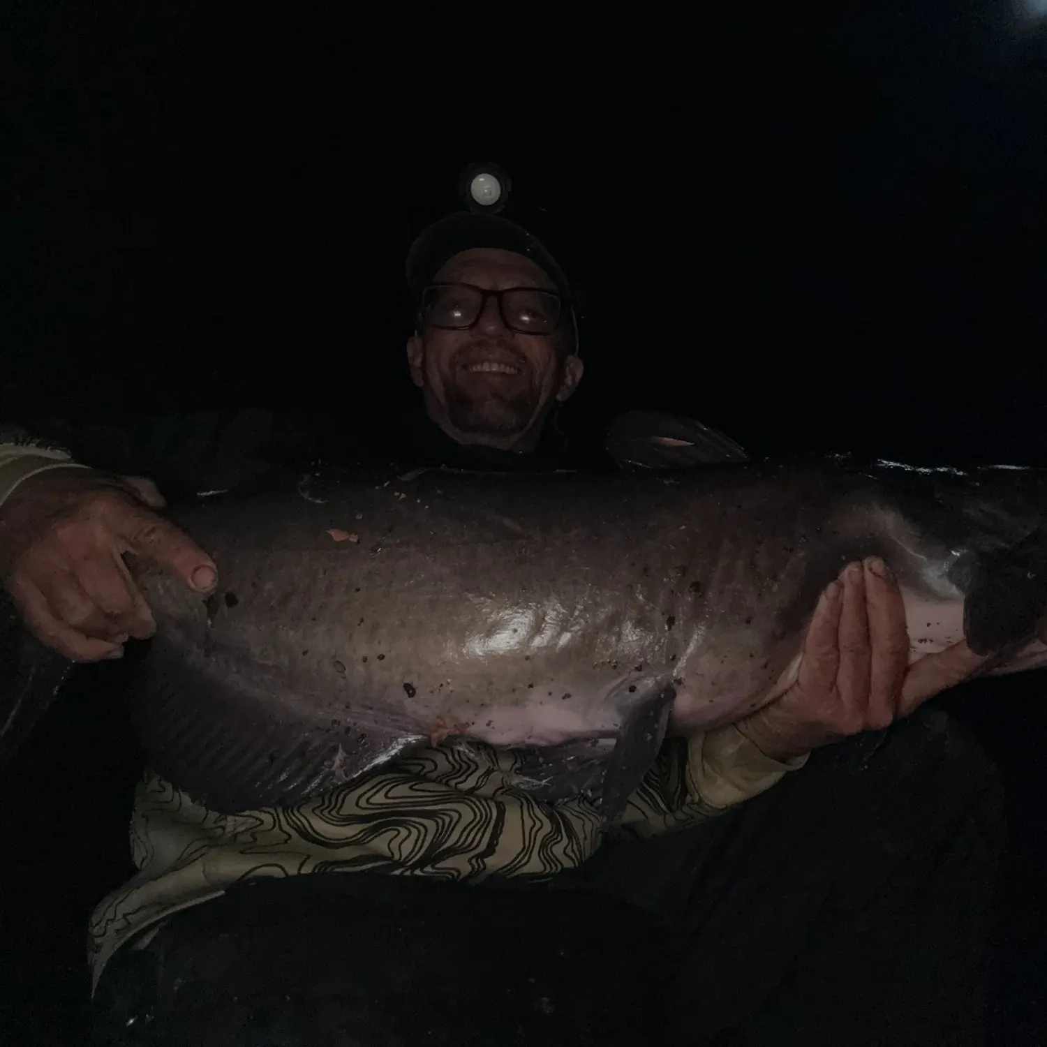 Channel catfish caught on Fishbrain