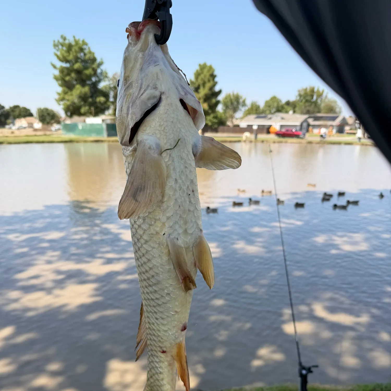 Common carp caught on Fishbrain