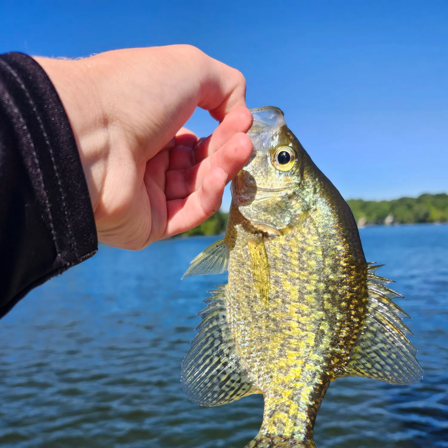 Black crappie caught on Fishbrain