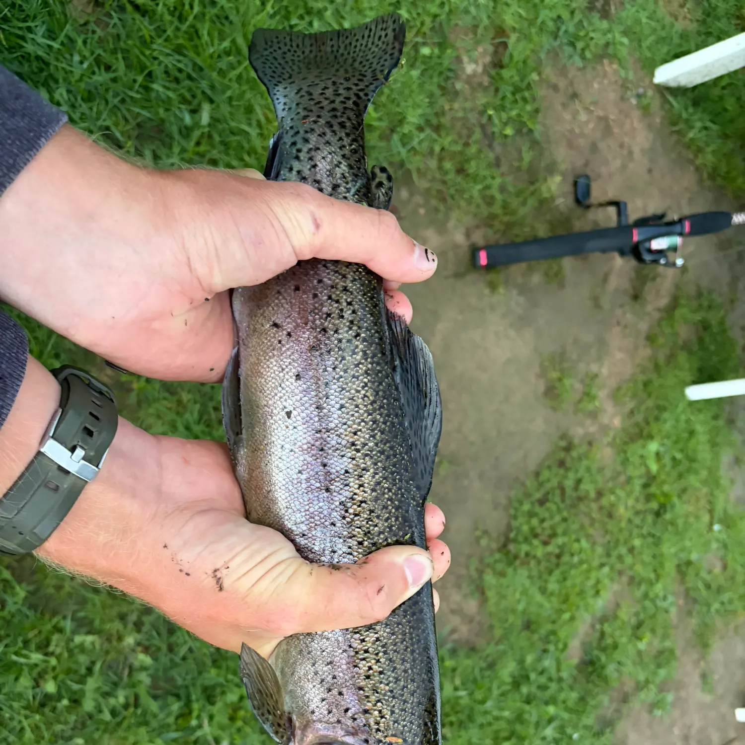 Rainbow trout caught on Fishbrain