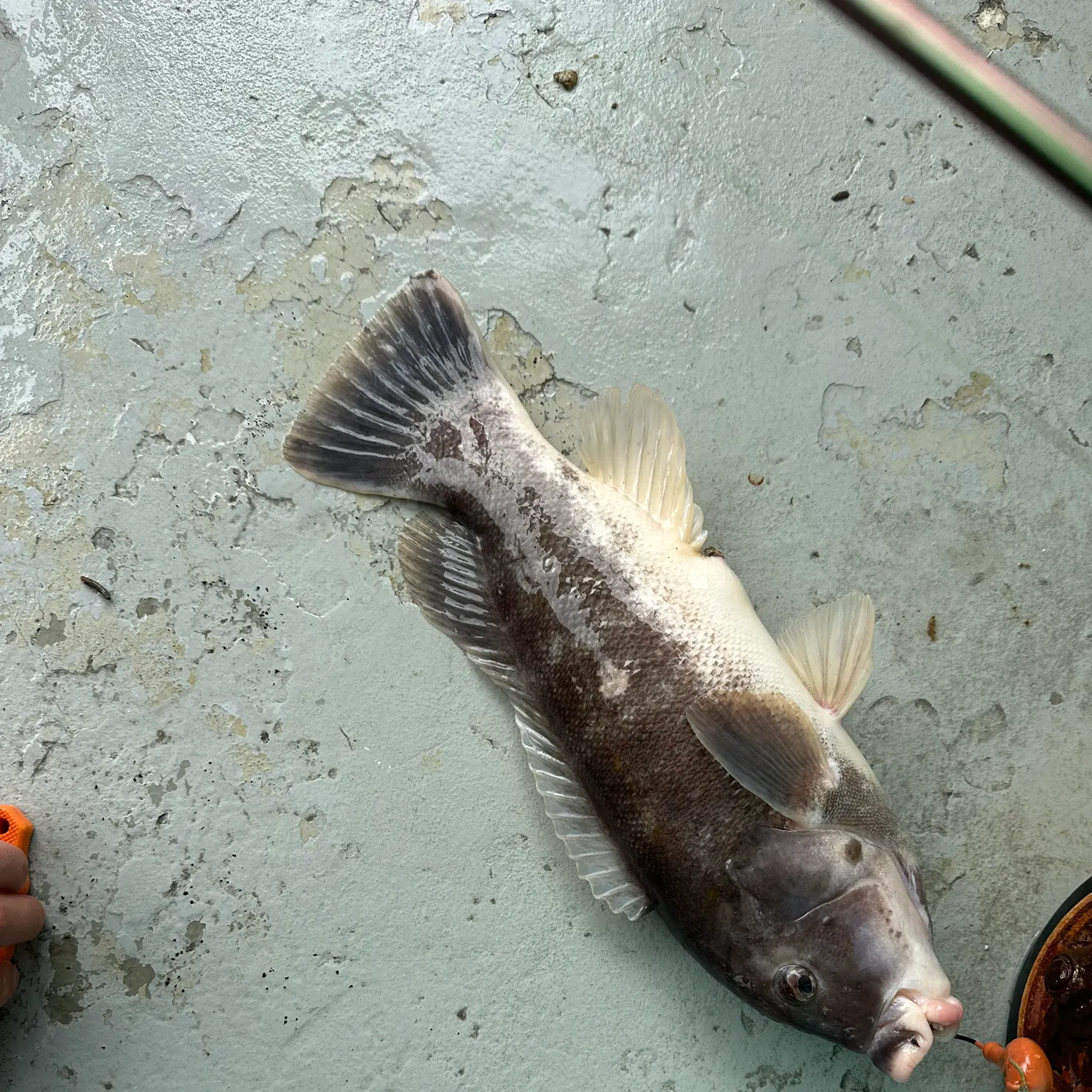 The most recent Tautog catches on Fishbrain